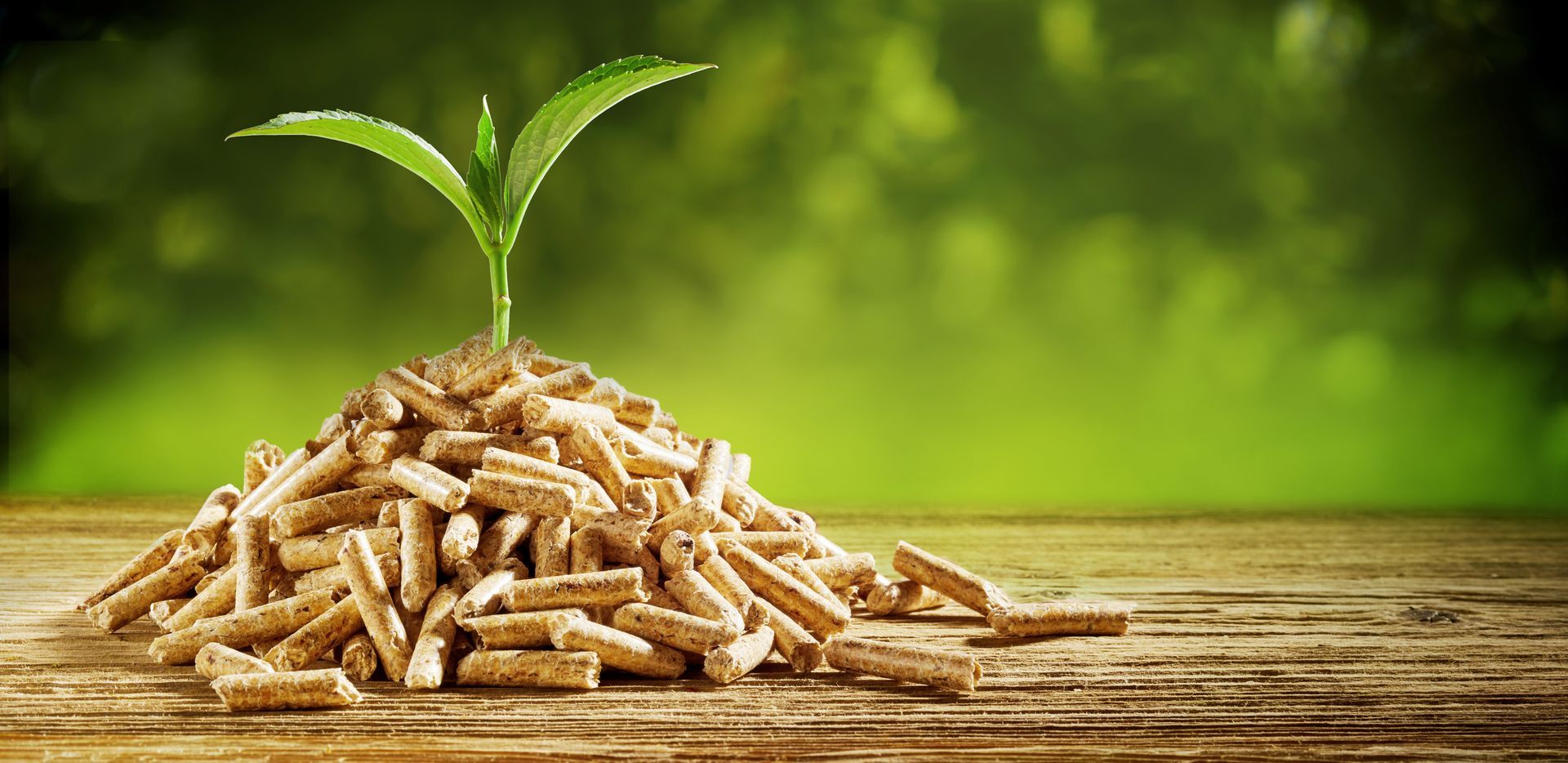 Un tas de pellets avec une plante au sommet.