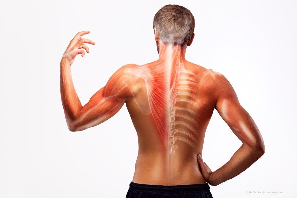Rücken Muskeln und Knochen Grafik