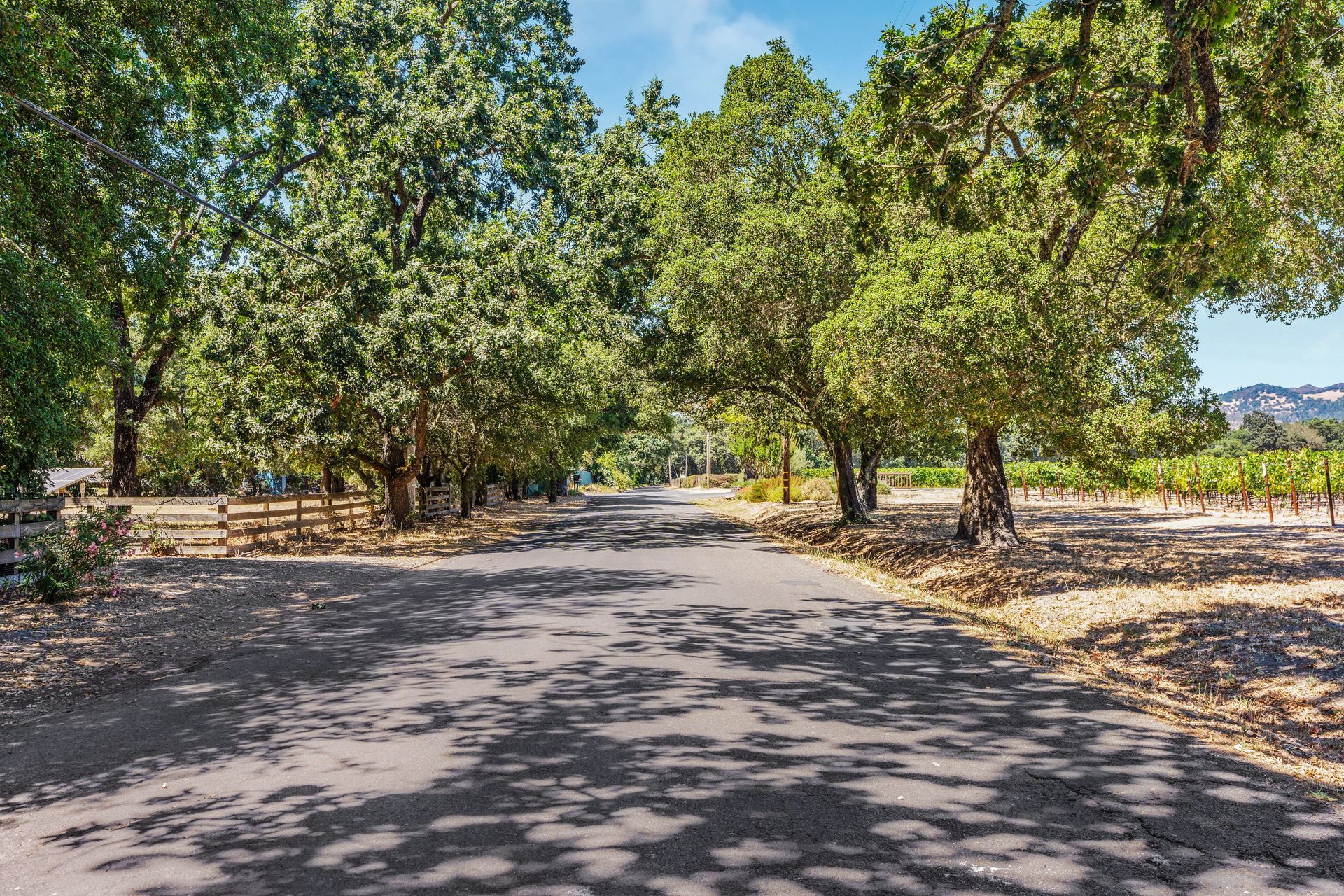 A road surrounded by trees and vineyards on a sunny day.