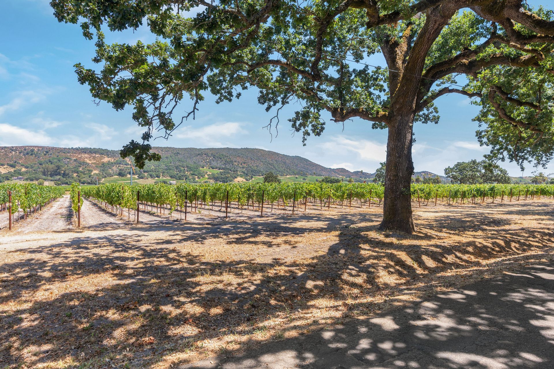 A tree in the middle of a vineyard with a mountain in the background.