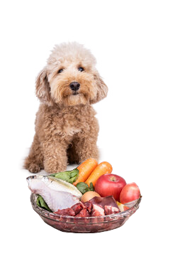 Gesundes Hundefutter Ein Hund der sich über sein Futter Freut