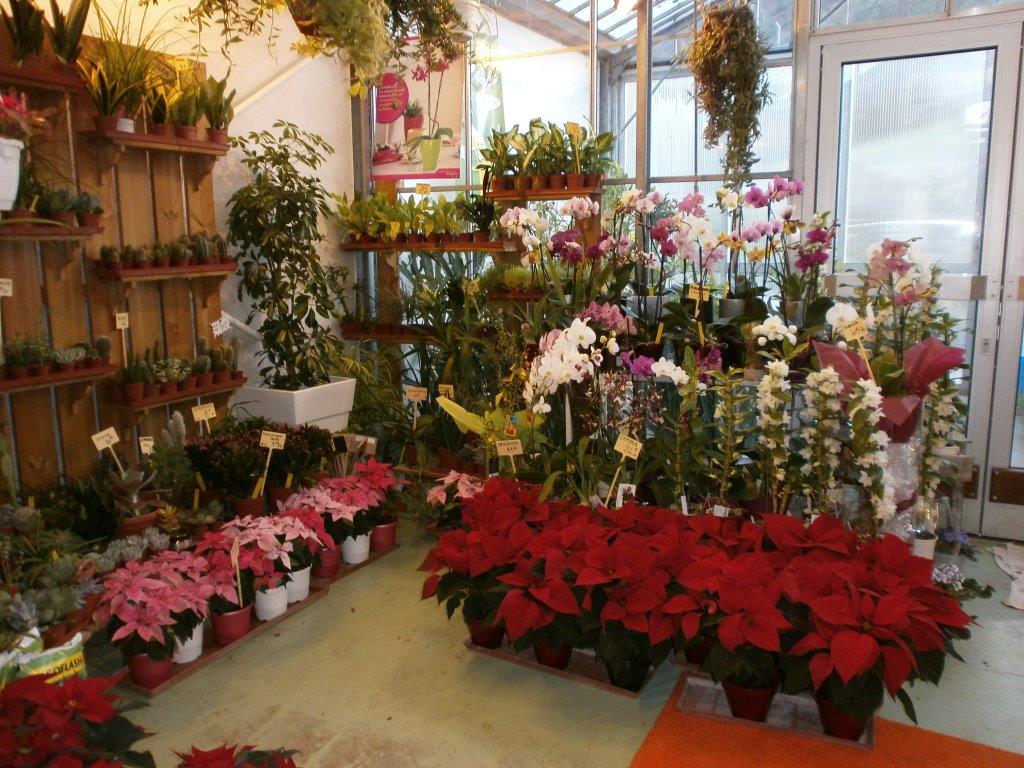 Plantes d'extérieur