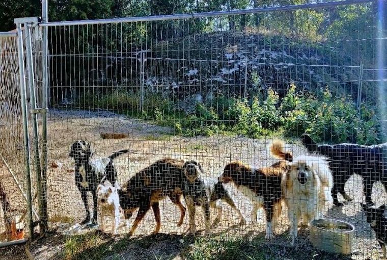 Hyppyrilän Kennelin koirat