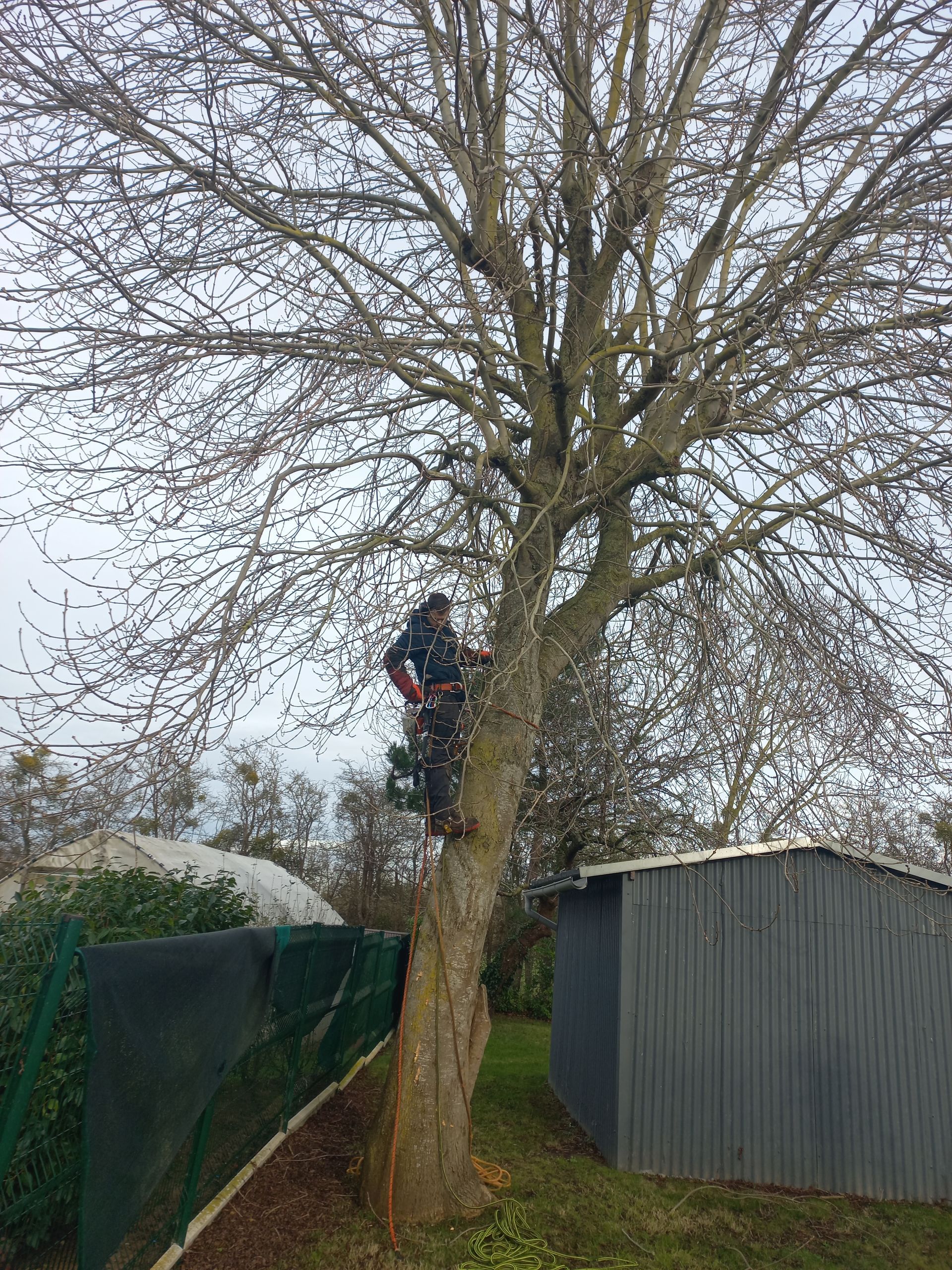 Une personne utilise du matériel d'escalade pour élaguer un grand arbre dénudé dans un jardin résidentiel extérieur, près d'un abri de jardin.