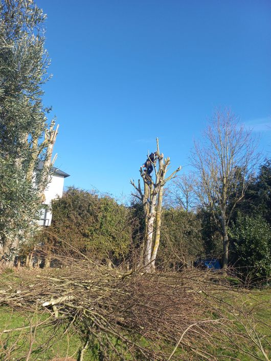 Sous un ciel d'un bleu éclatant, une personne perchée dans la canopée d'un arbre élague des branches au-dessus d'une cour jonchée de débris de coupe.