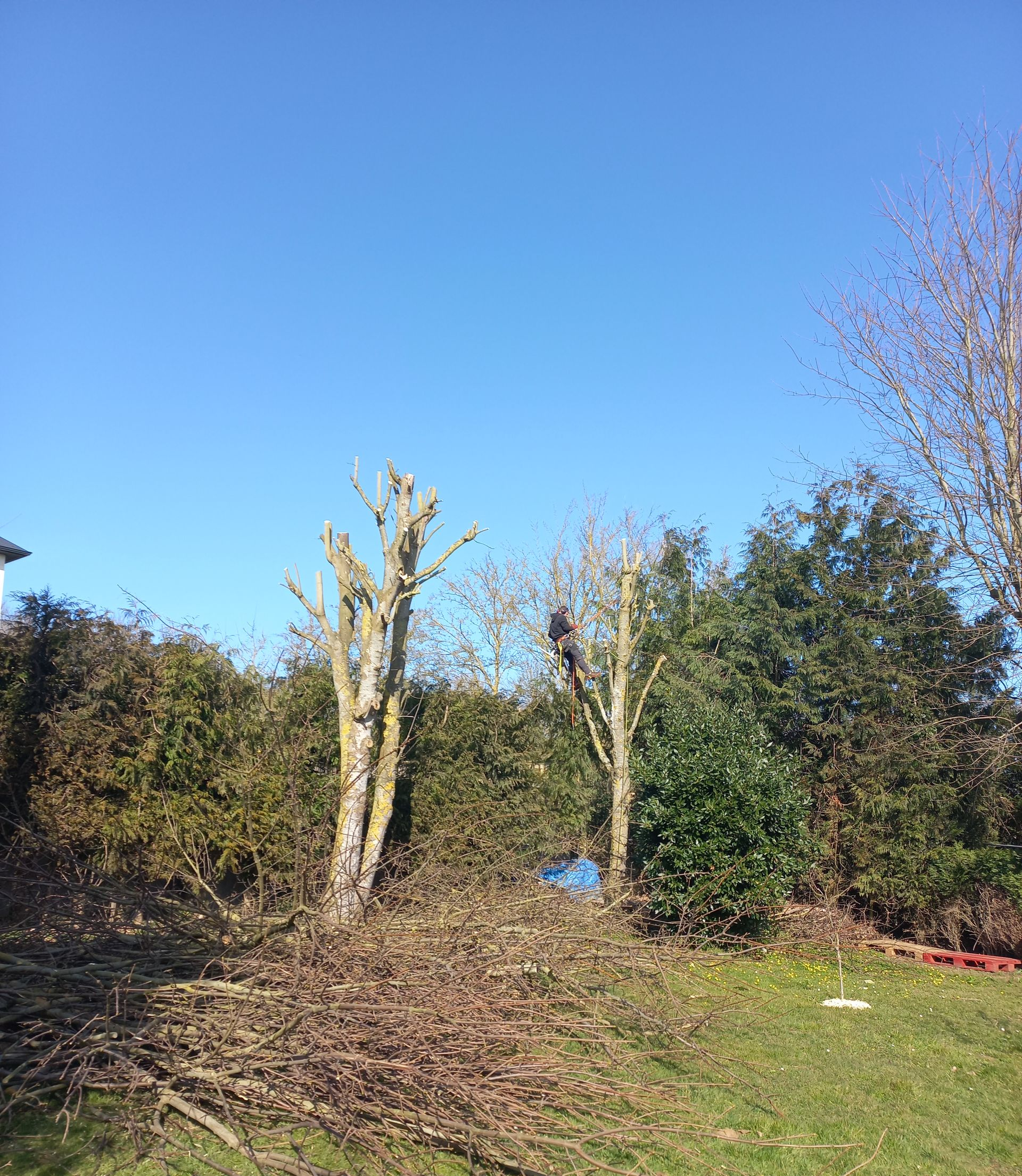 Deux arbres taillés se dressent dans une cour sous un ciel bleu limpide, leurs branches éparpillées sur l'herbe au premier plan.