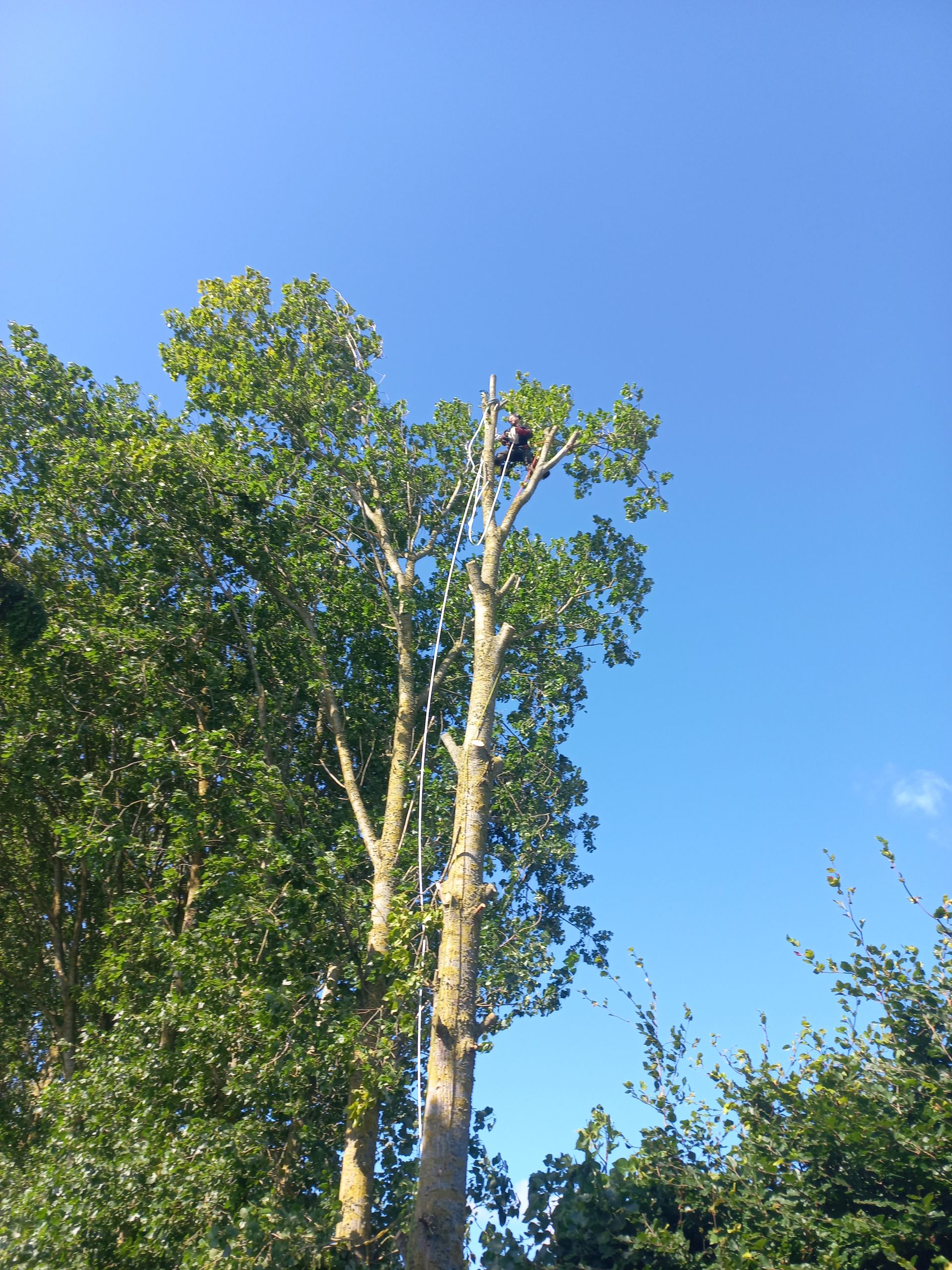 Un arboriste travaillant en hauteur dans un arbre, taillant des branches sur fond de ciel bleu éclatant.