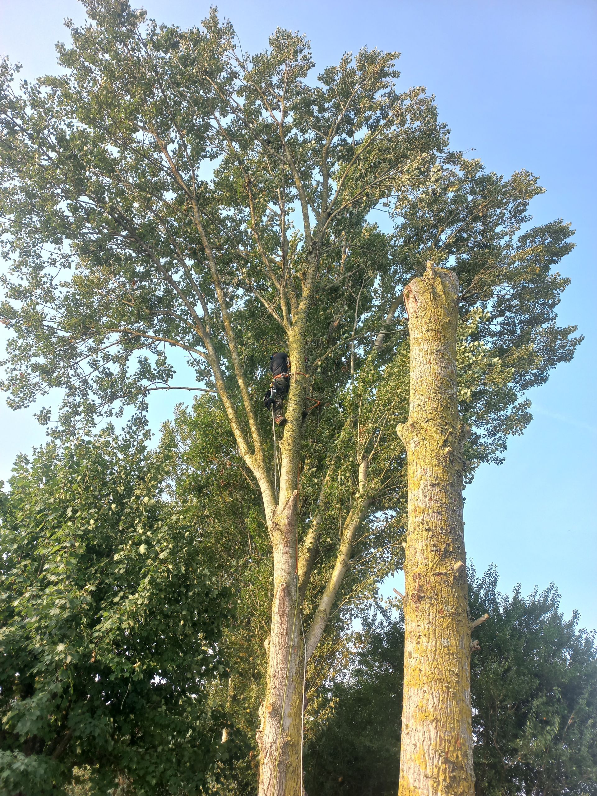 Une personne vêtue de sombre grimpe à un grand arbre feuillu, près d'un tronc épais et nu, sur fond de ciel bleu clair.