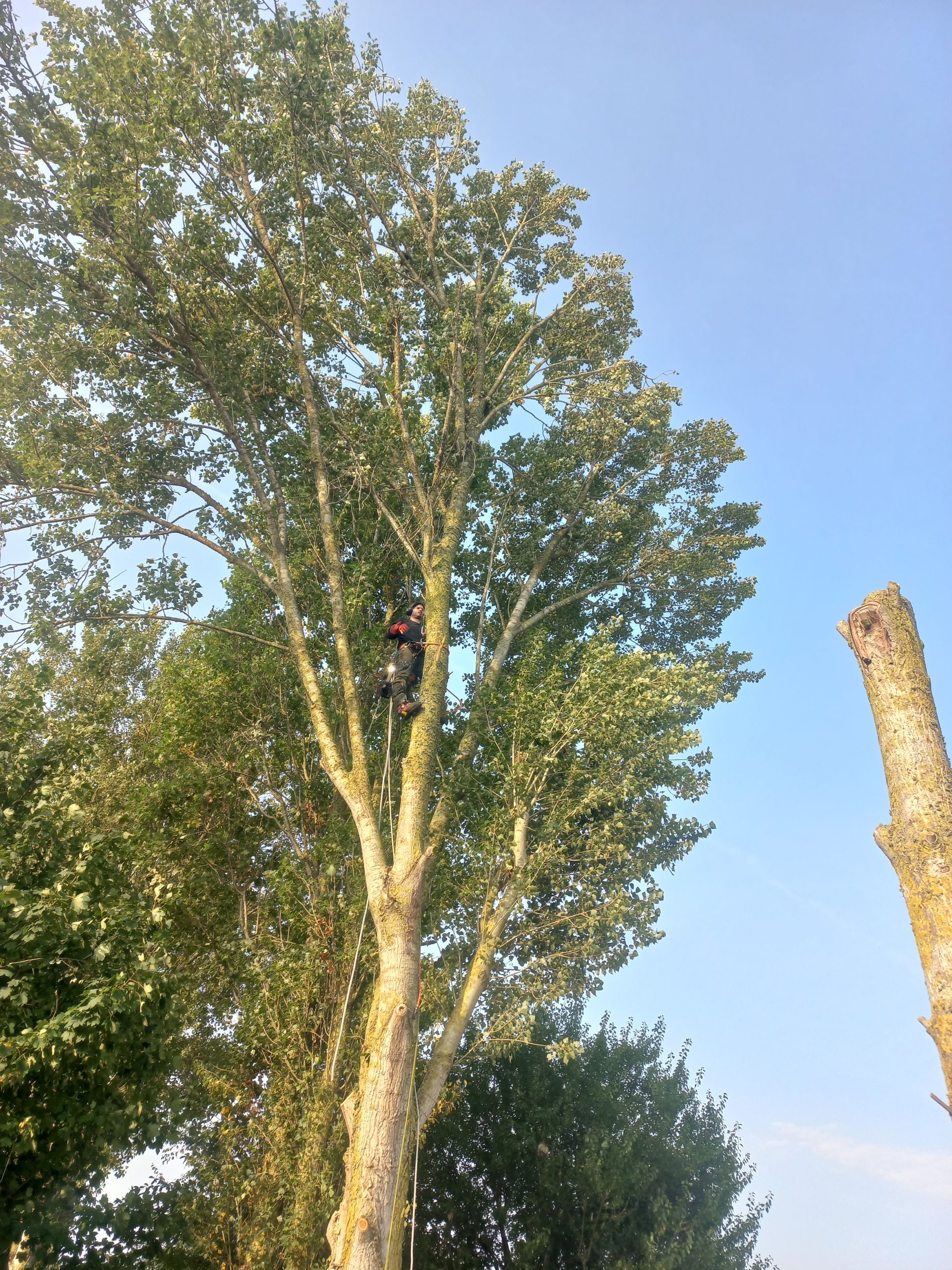 Une personne vêtue d'un équipement de protection grimpe à un grand arbre vert tandis qu'un tronc nu se détache sur le ciel bleu.
