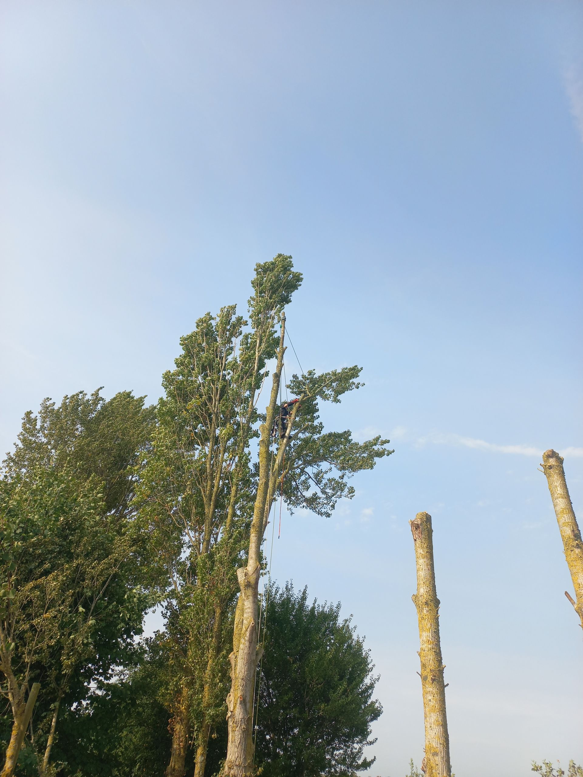 Une rangée de grands arbres feuillus se détachant sur un ciel bleu clair, certains troncs récemment taillés en souches verticales et dénudées.