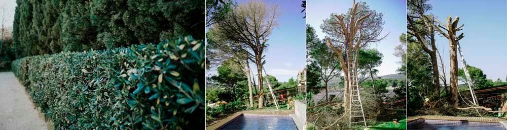 Un collage de cuatro imágenes de árboles y arbustos en un jardín.