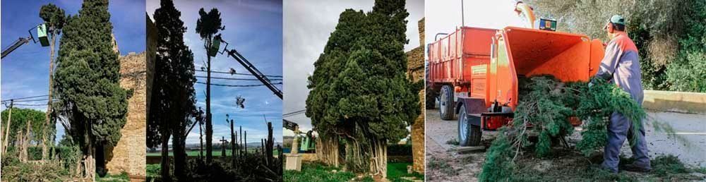 Un collage de cuatro imágenes de árboles talados.