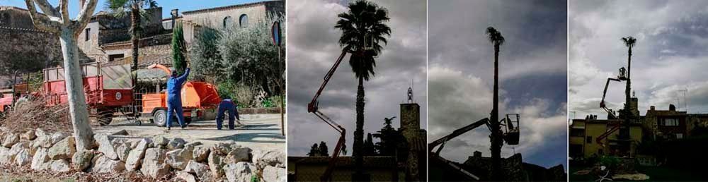 Un collage de cuatro imágenes de una palmera siendo talada.