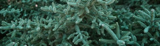 Un primer plano de un pino verde con muchas ramas.