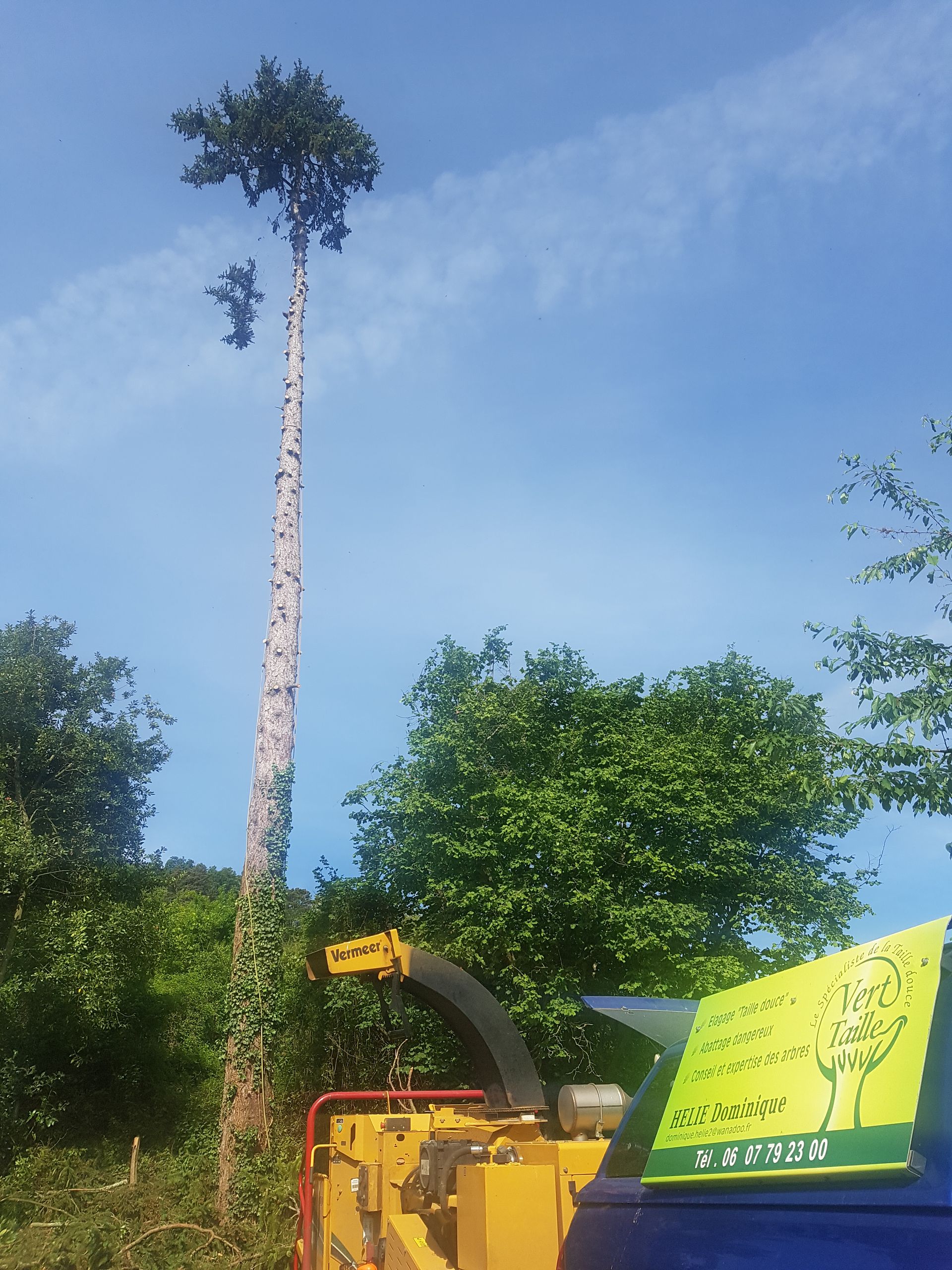 Grand arbre prêt à être abattu