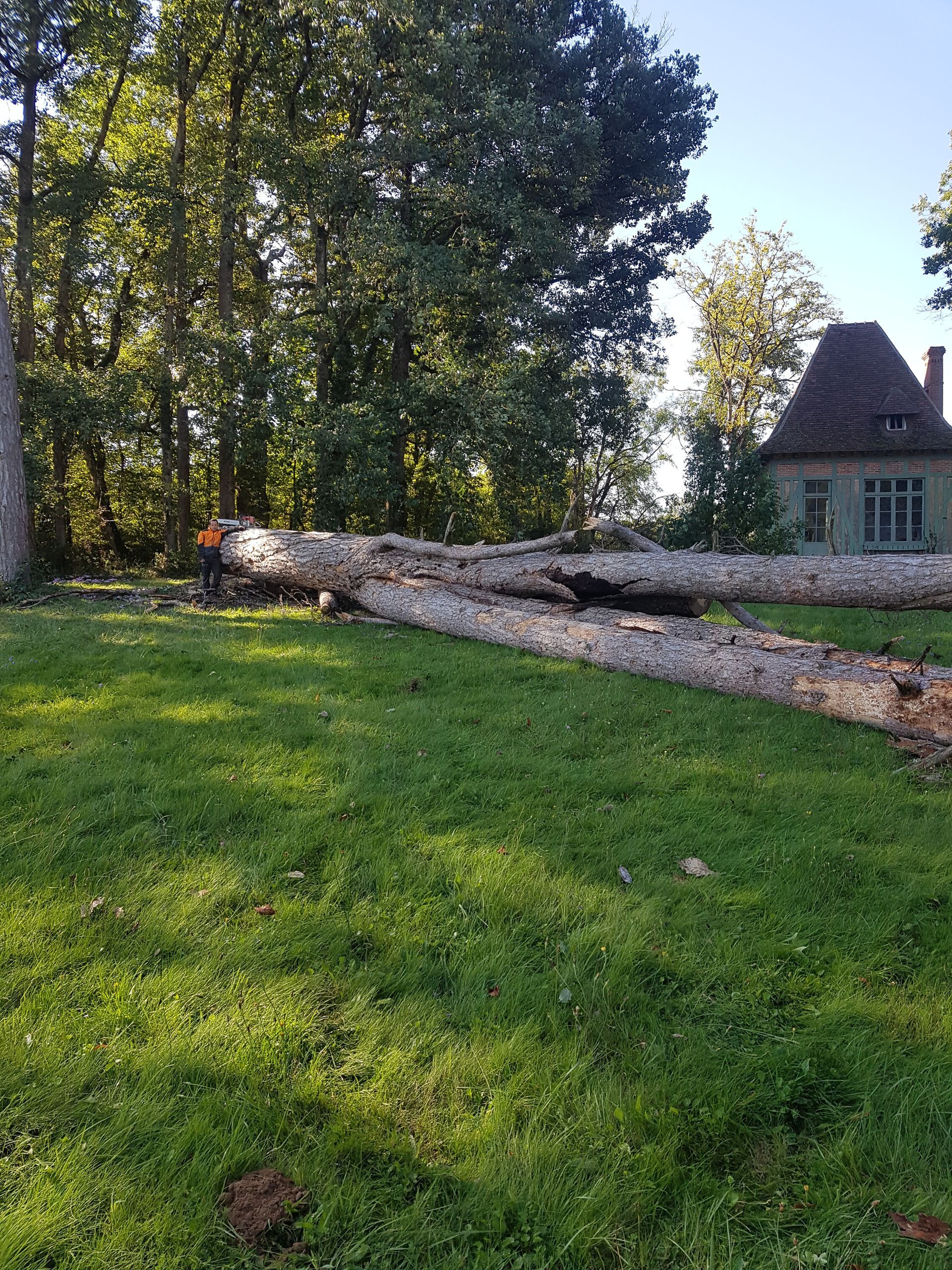 Troncs d'arbre au sol après abattage