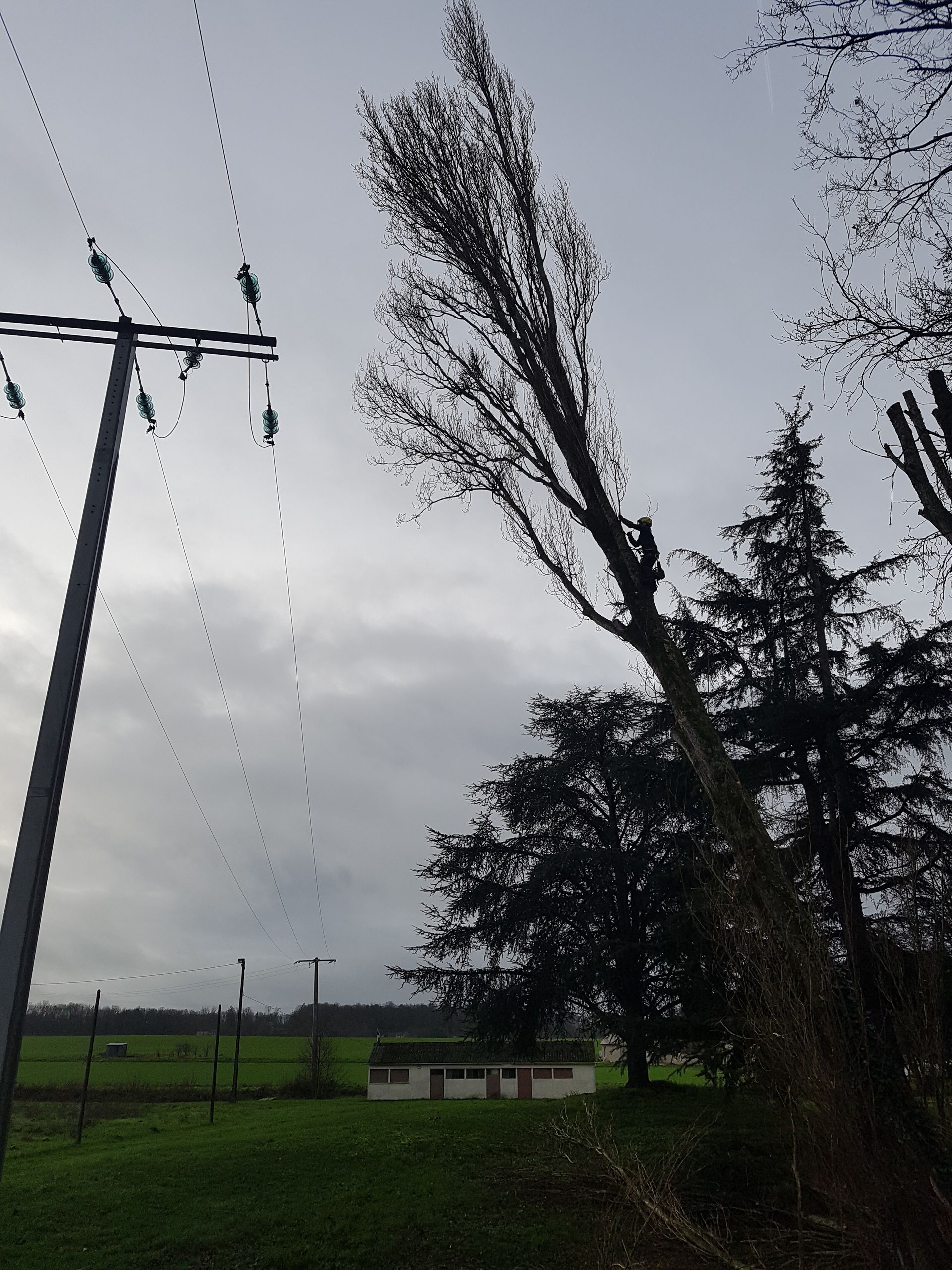 Abattage d'un grand arbre en cours