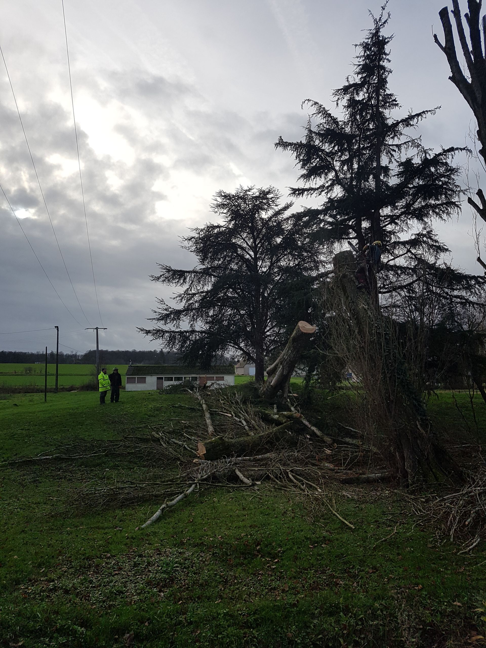 Tas de bois après un élagage