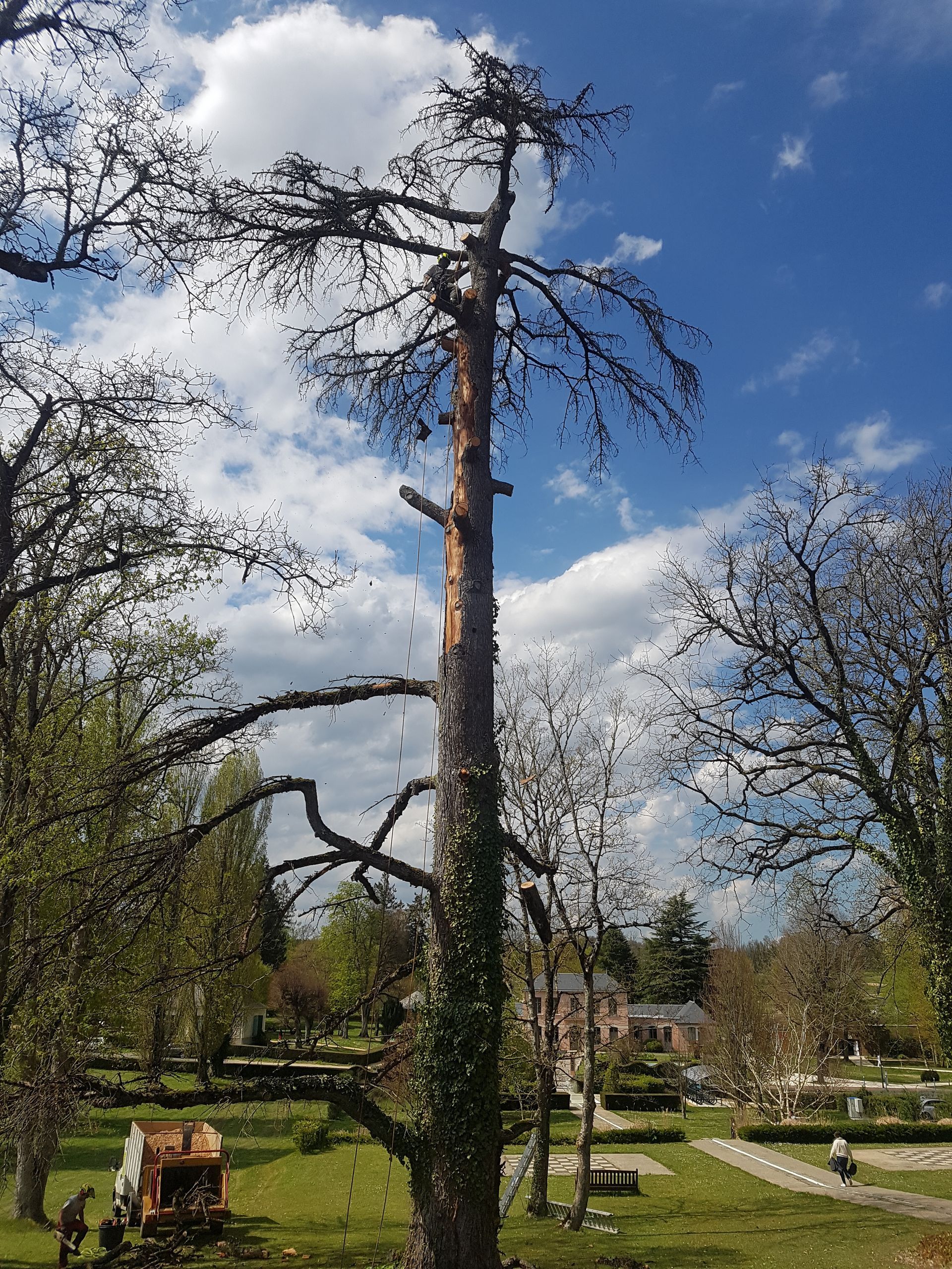 Grand arbre aux branches coupées
