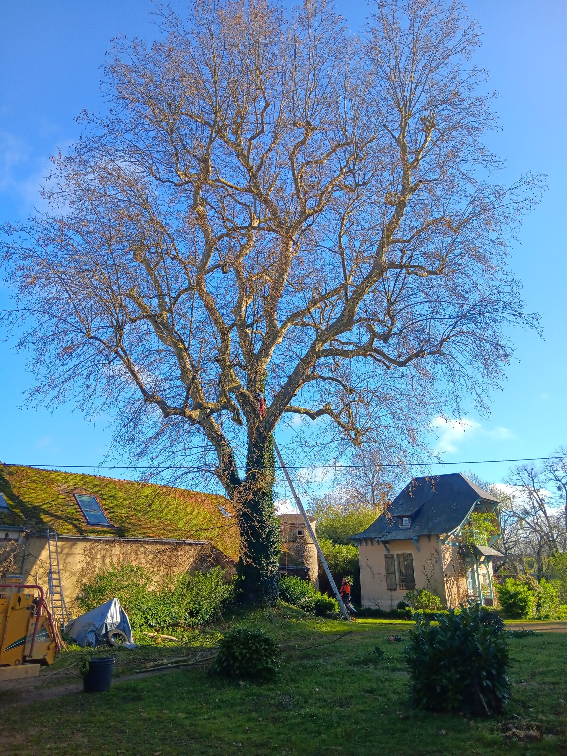 Grand arbre avant son élagage