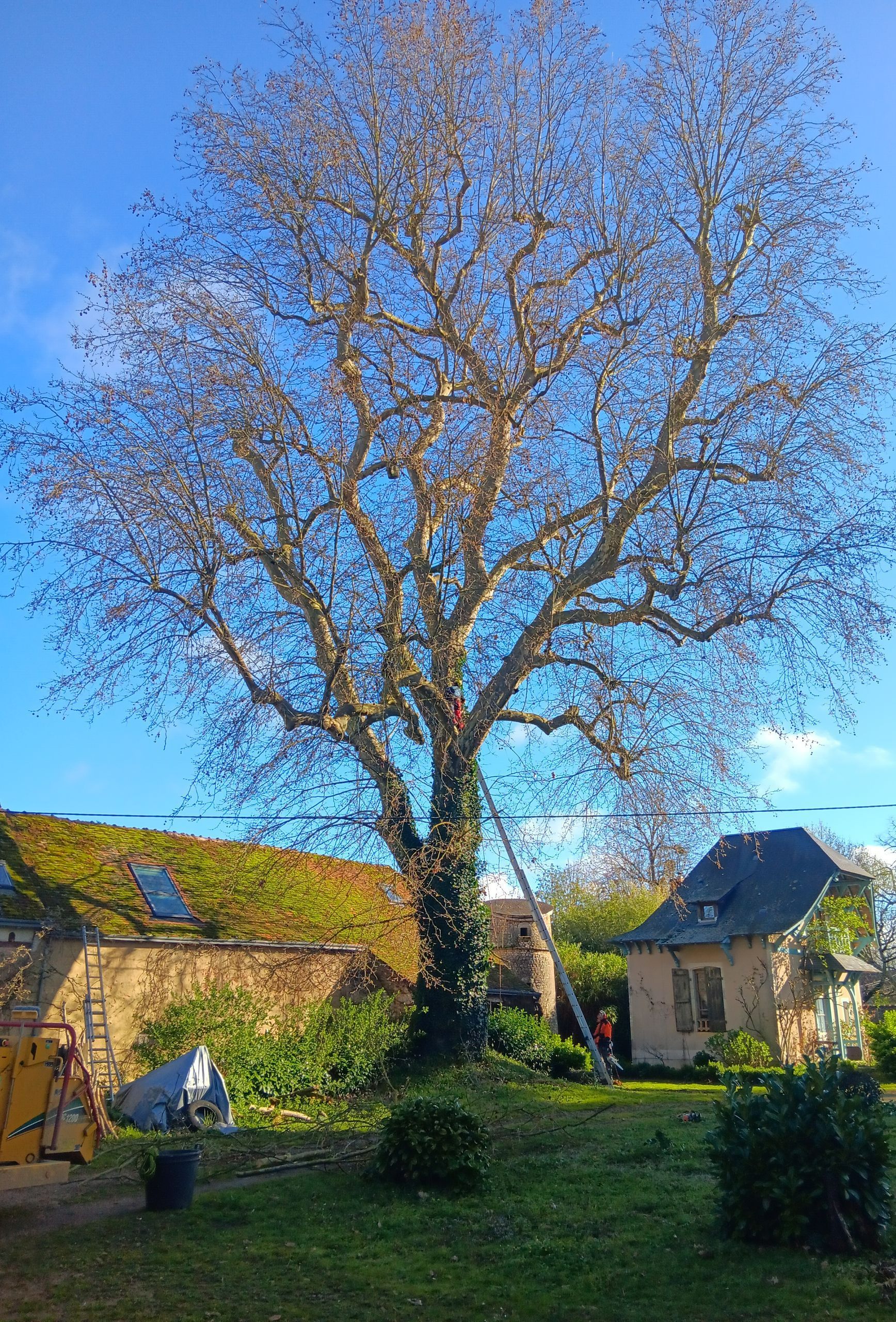 Grand arbre avant son élagage