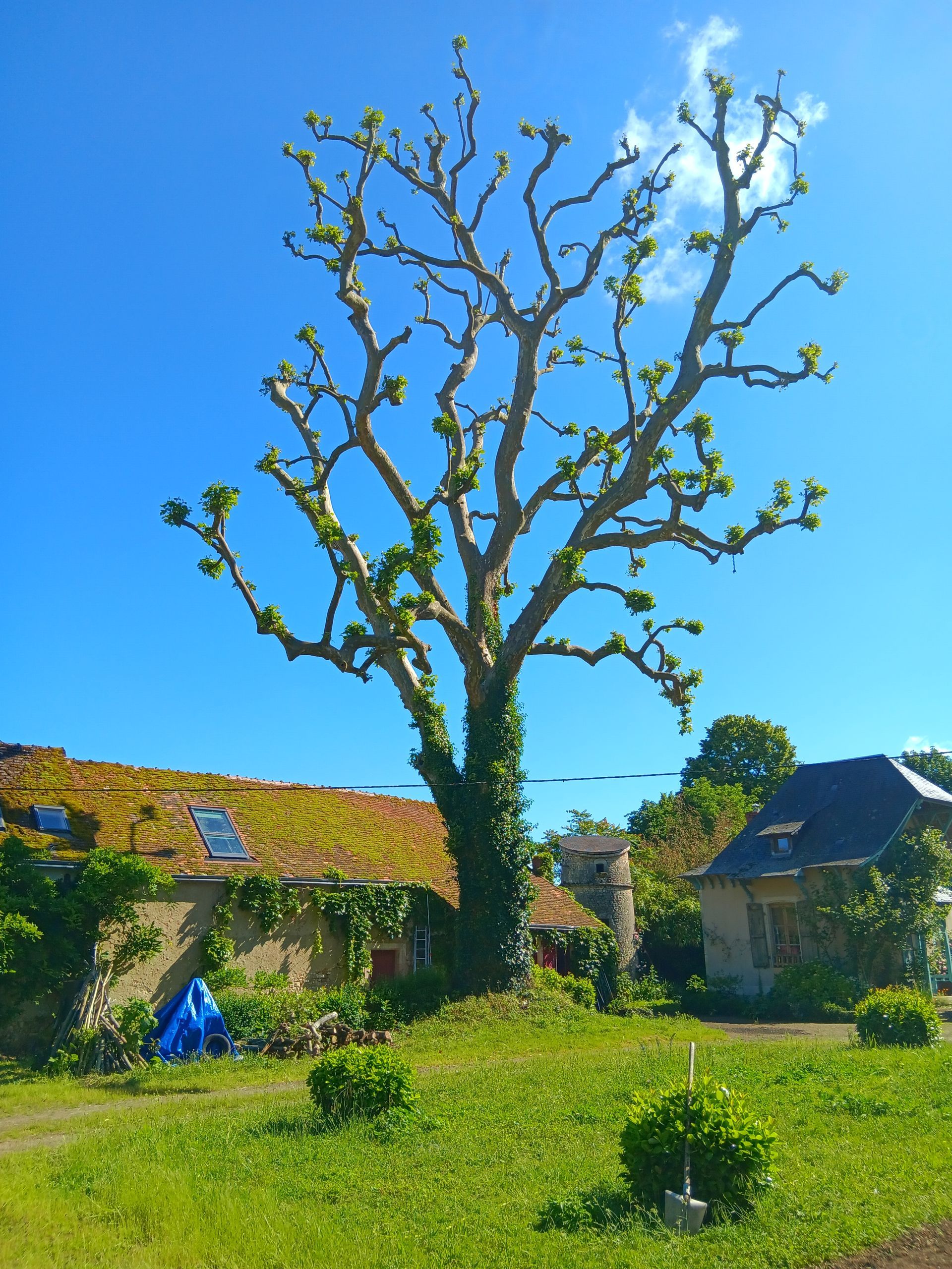 Grand arbre après son élagage