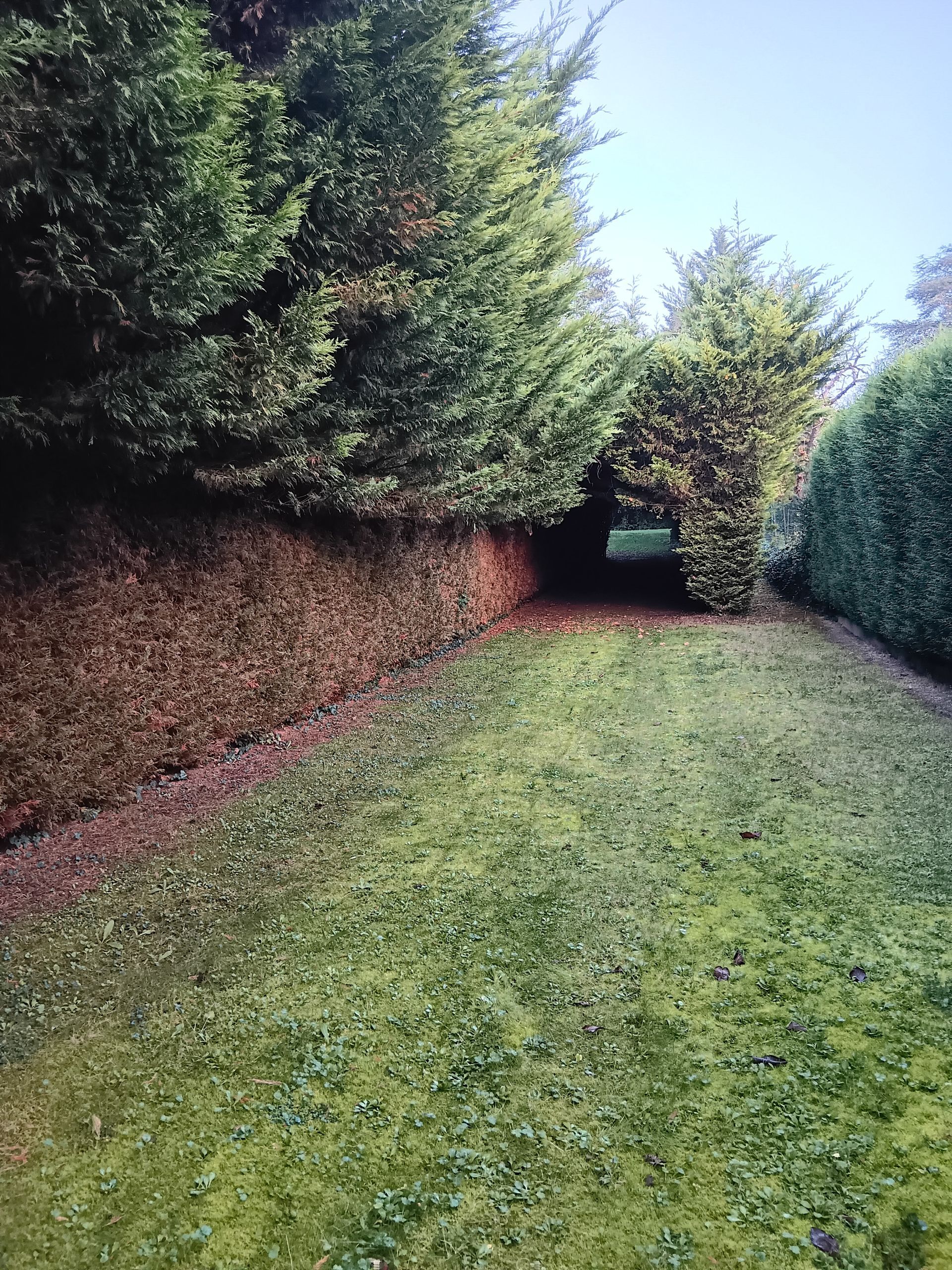 Haie avant la taille