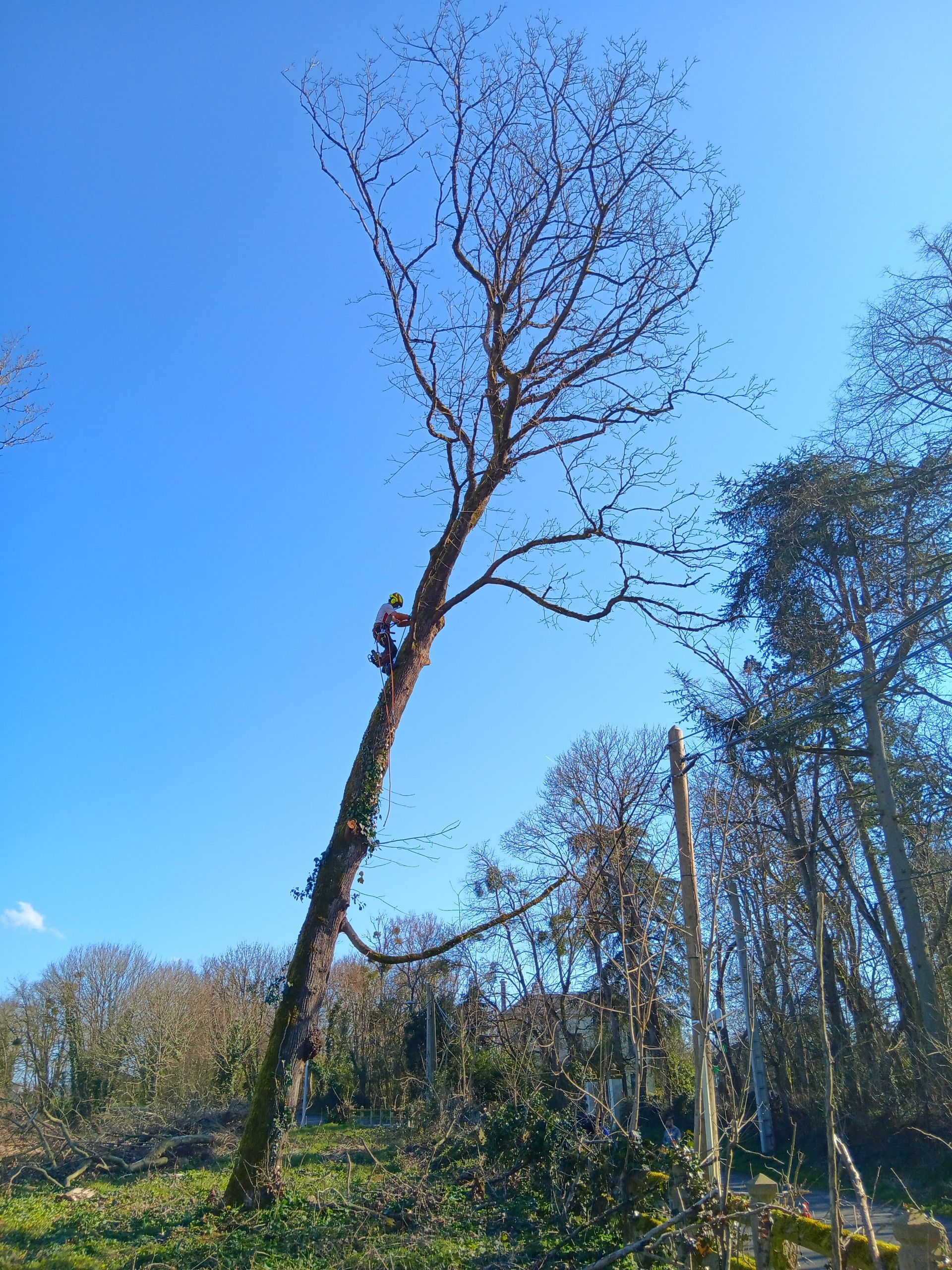 Élagueur grimpeur qui débite un arbre