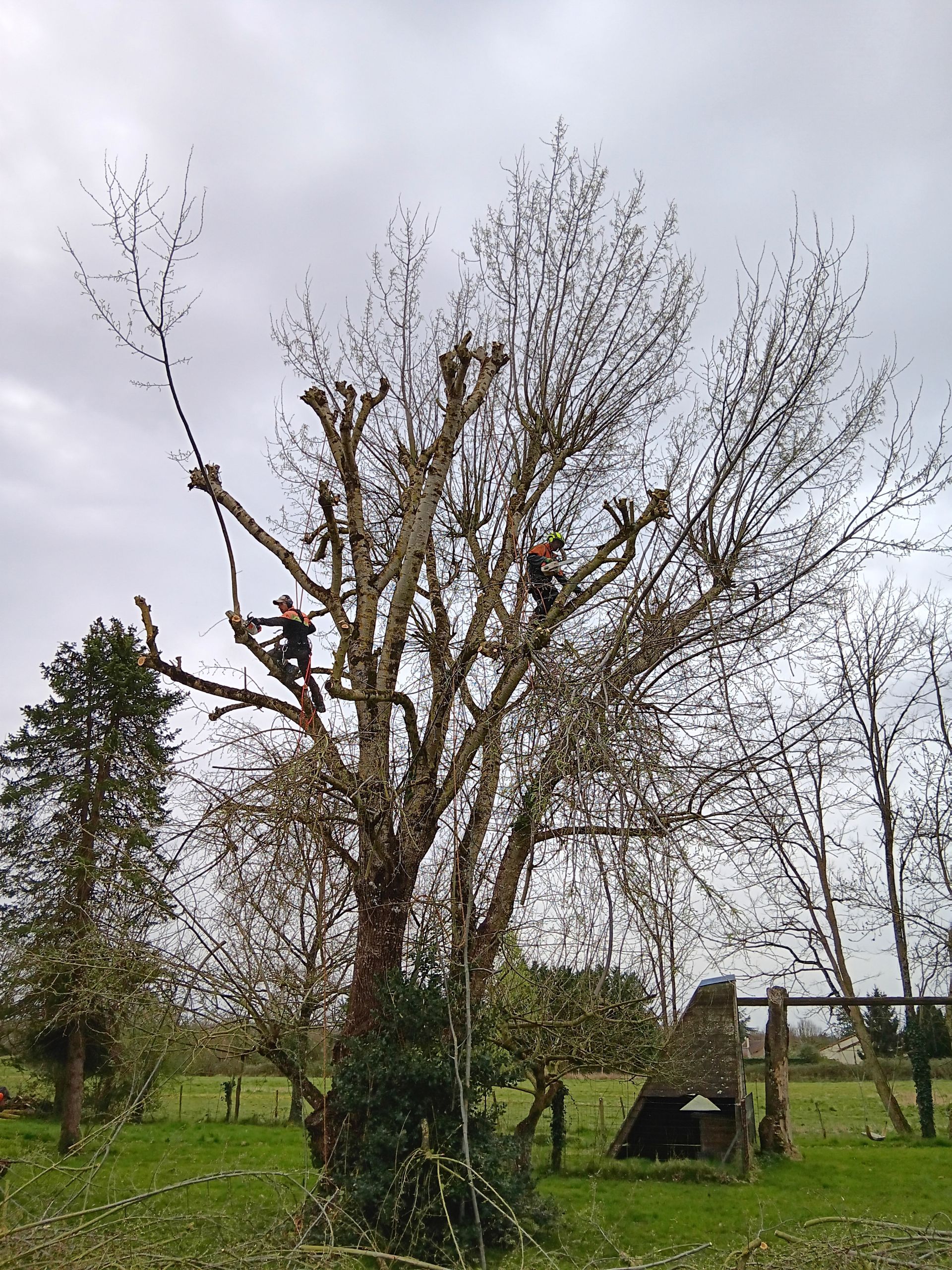 Plusieurs élagueurs dans un arbre