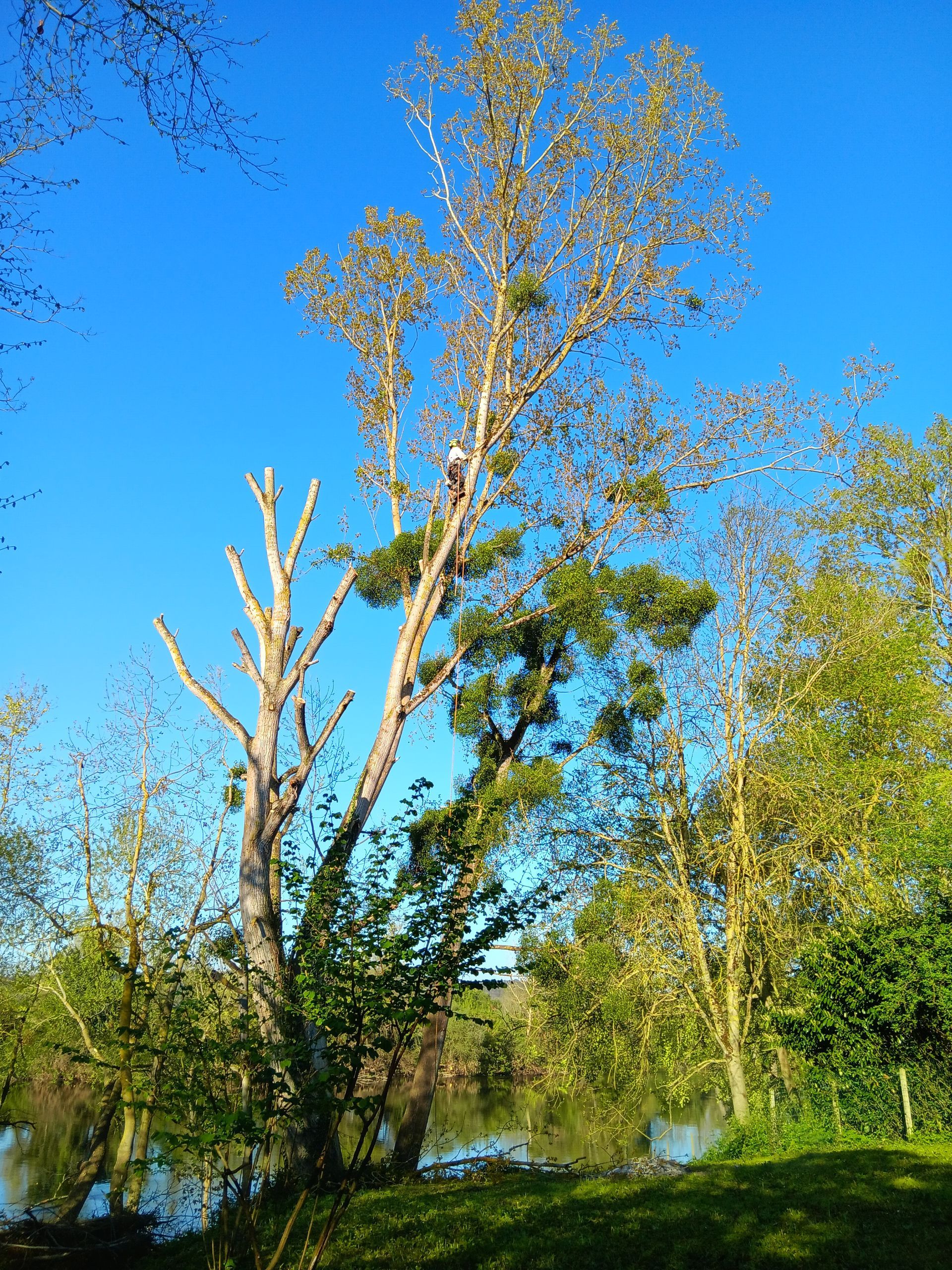 Elagueur dans un grand arbre