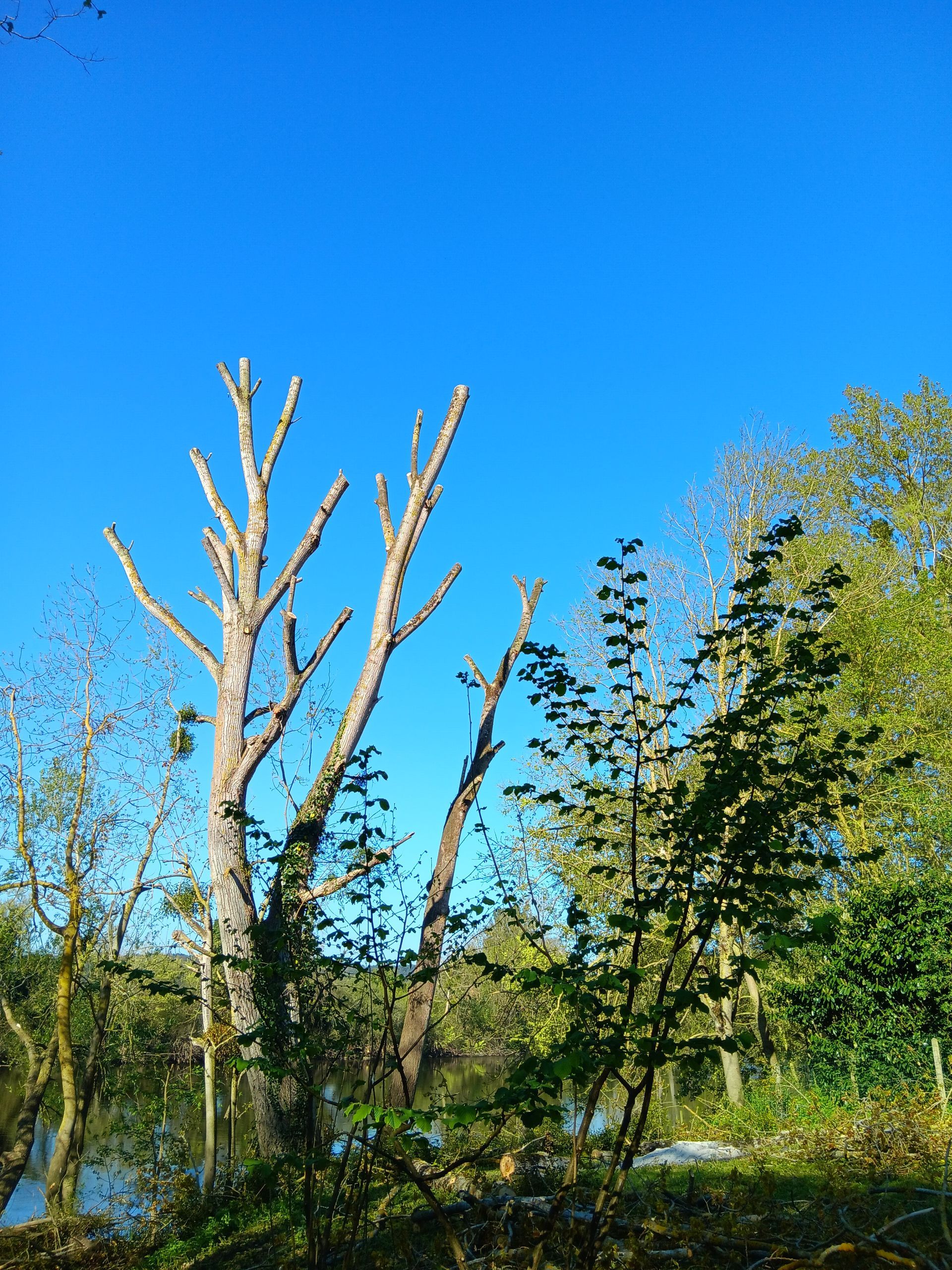 Arbre le long d'une rivière après élagage