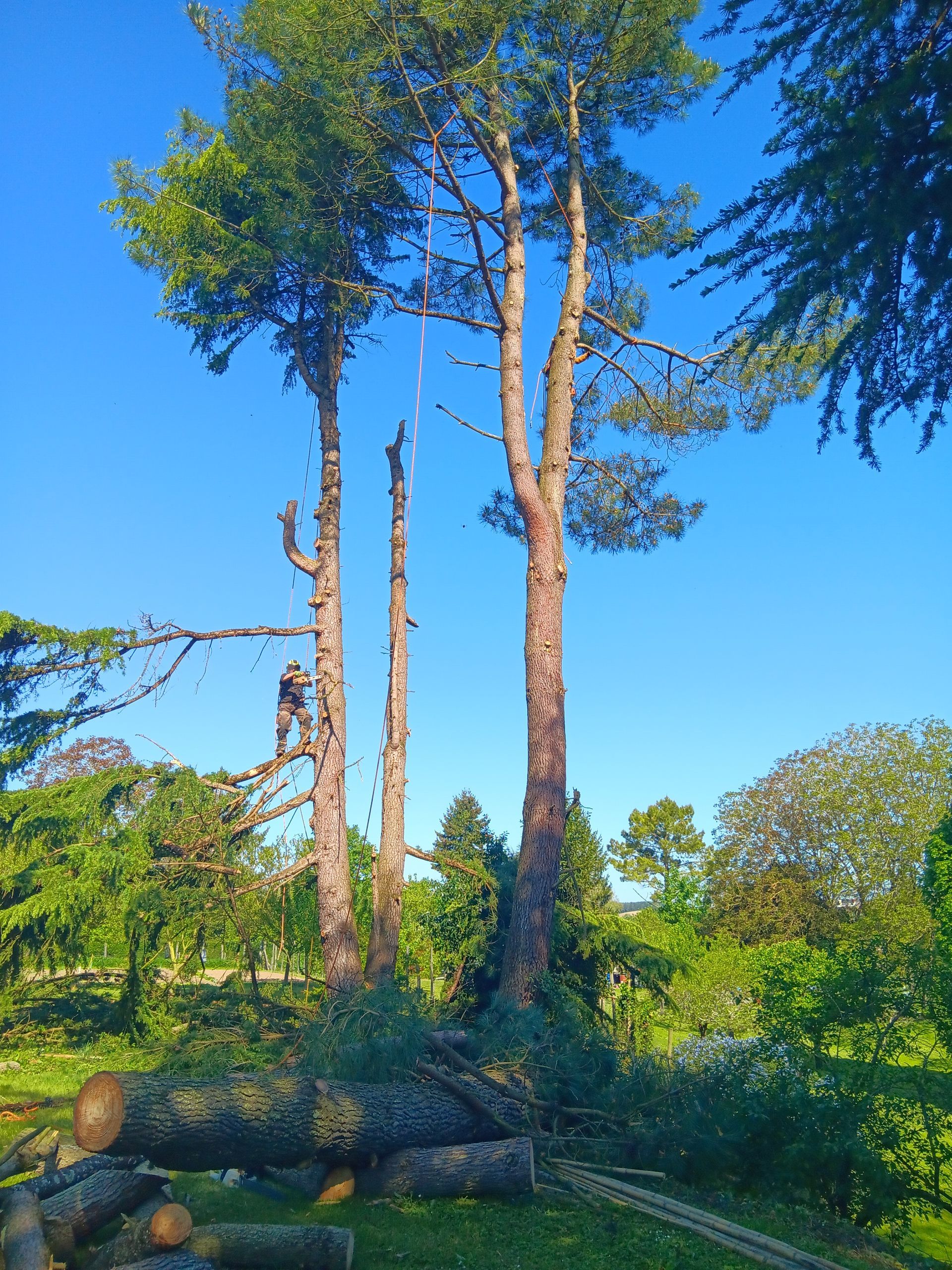 Découpe de branches avant un abattage d'arbre