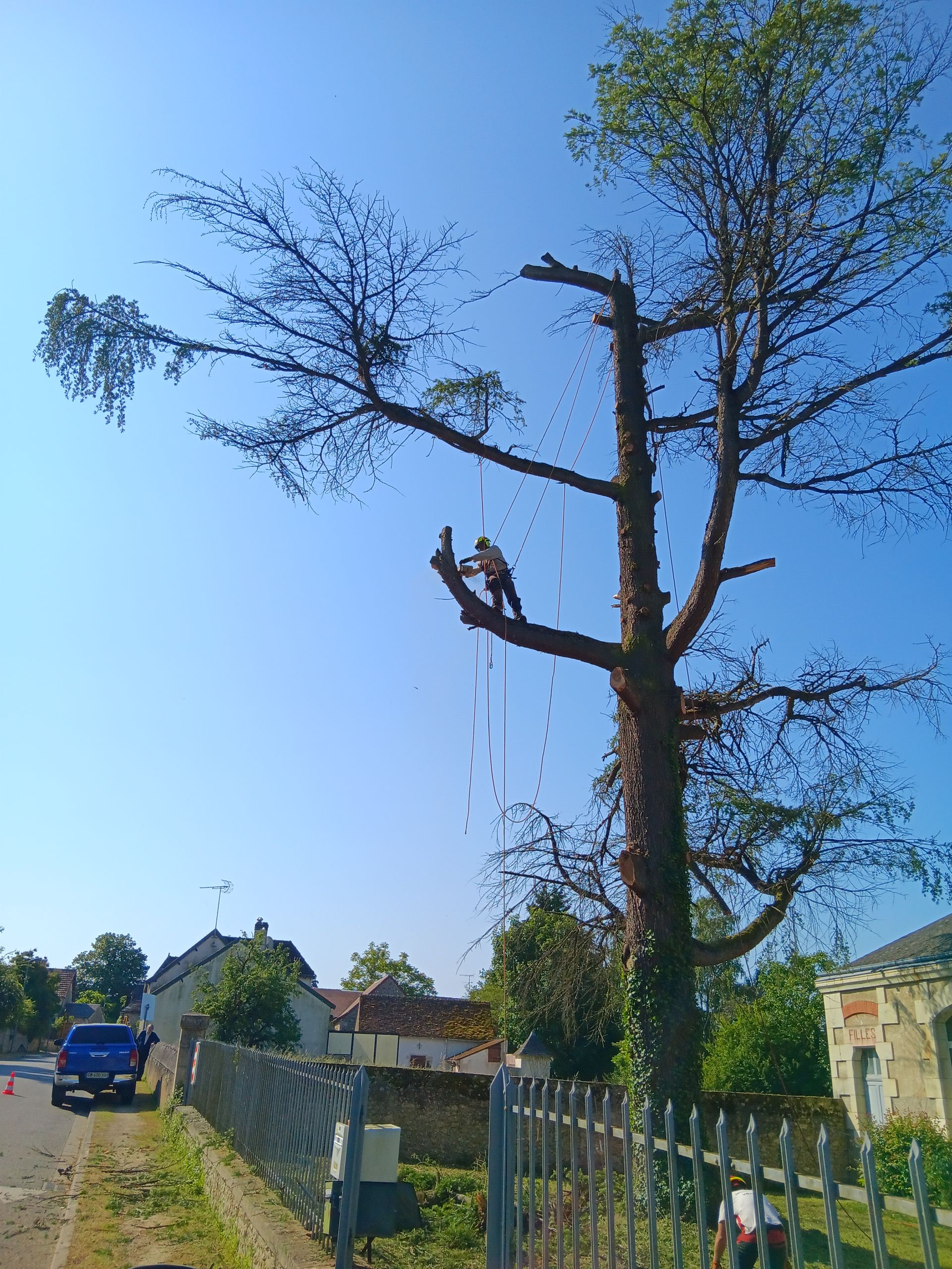 Grands arbres abattus au bord d'une route
