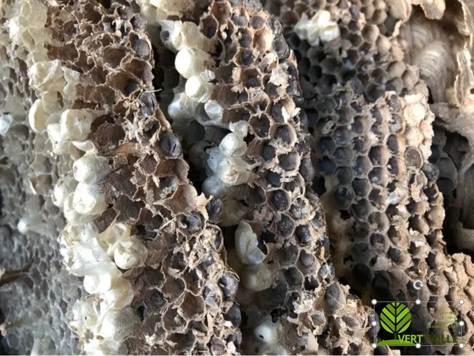 Nid de frelons européens