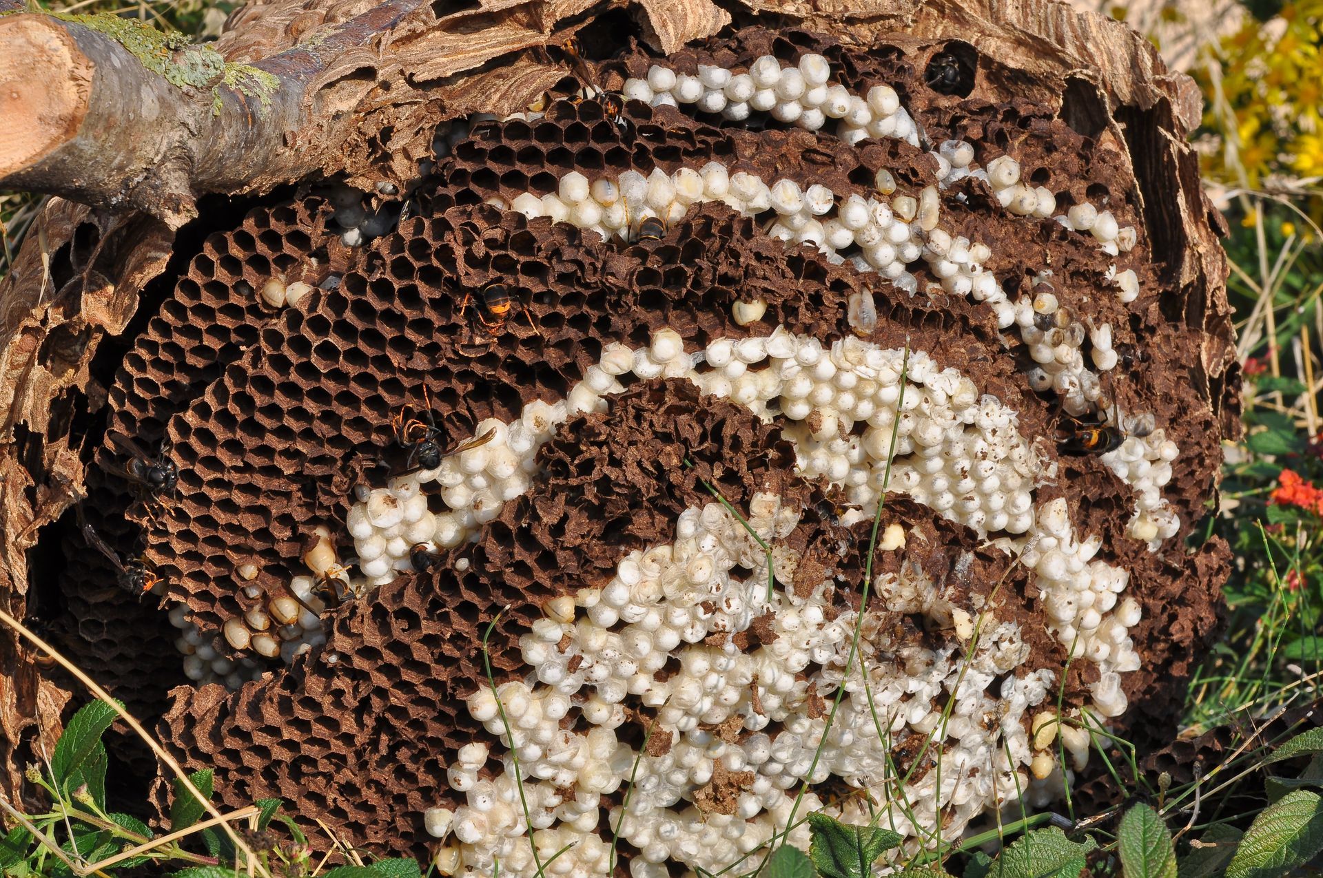 Nid de frelons au sol