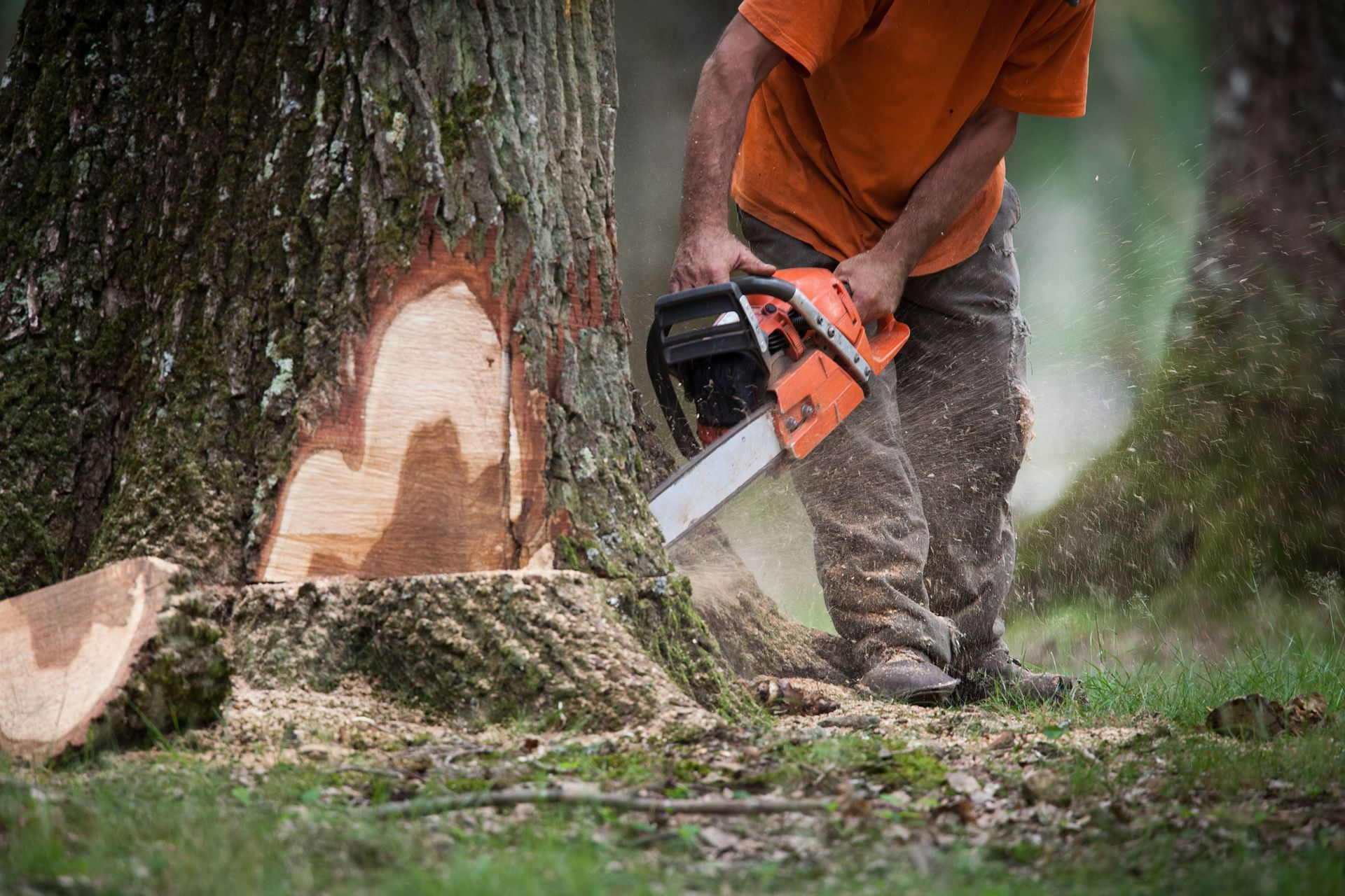 Abattage d'un grand arbre