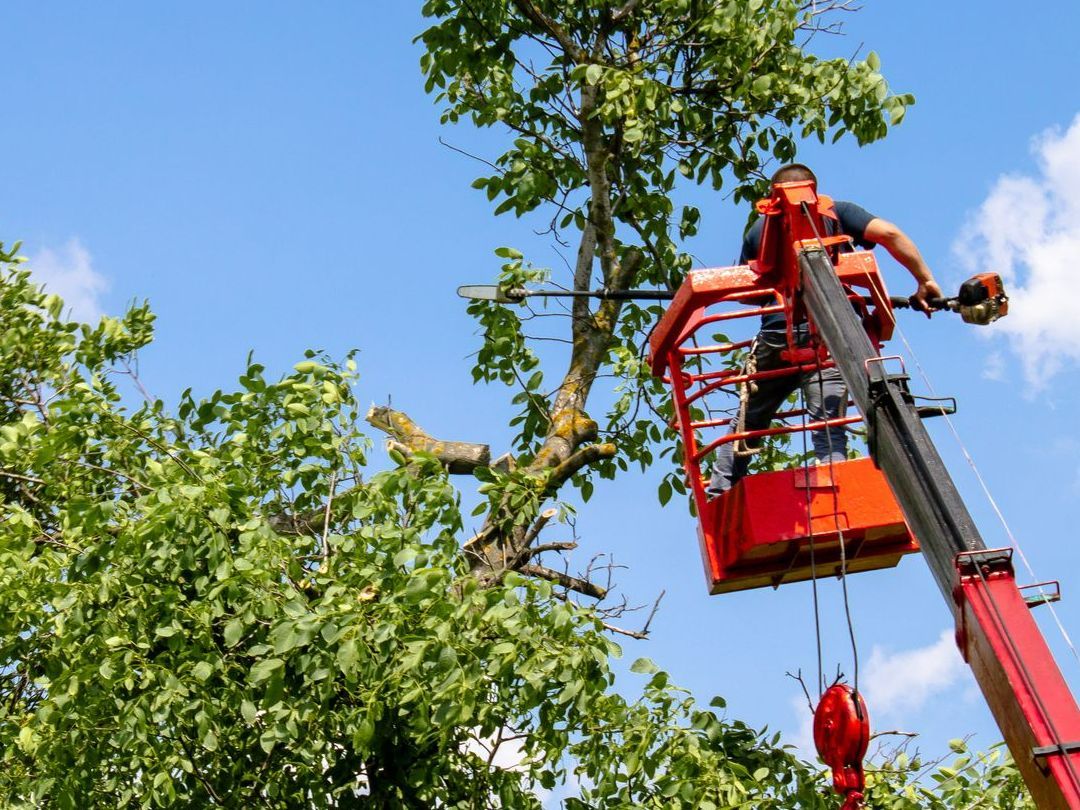 Élagage en hauteur depuis une nacelle