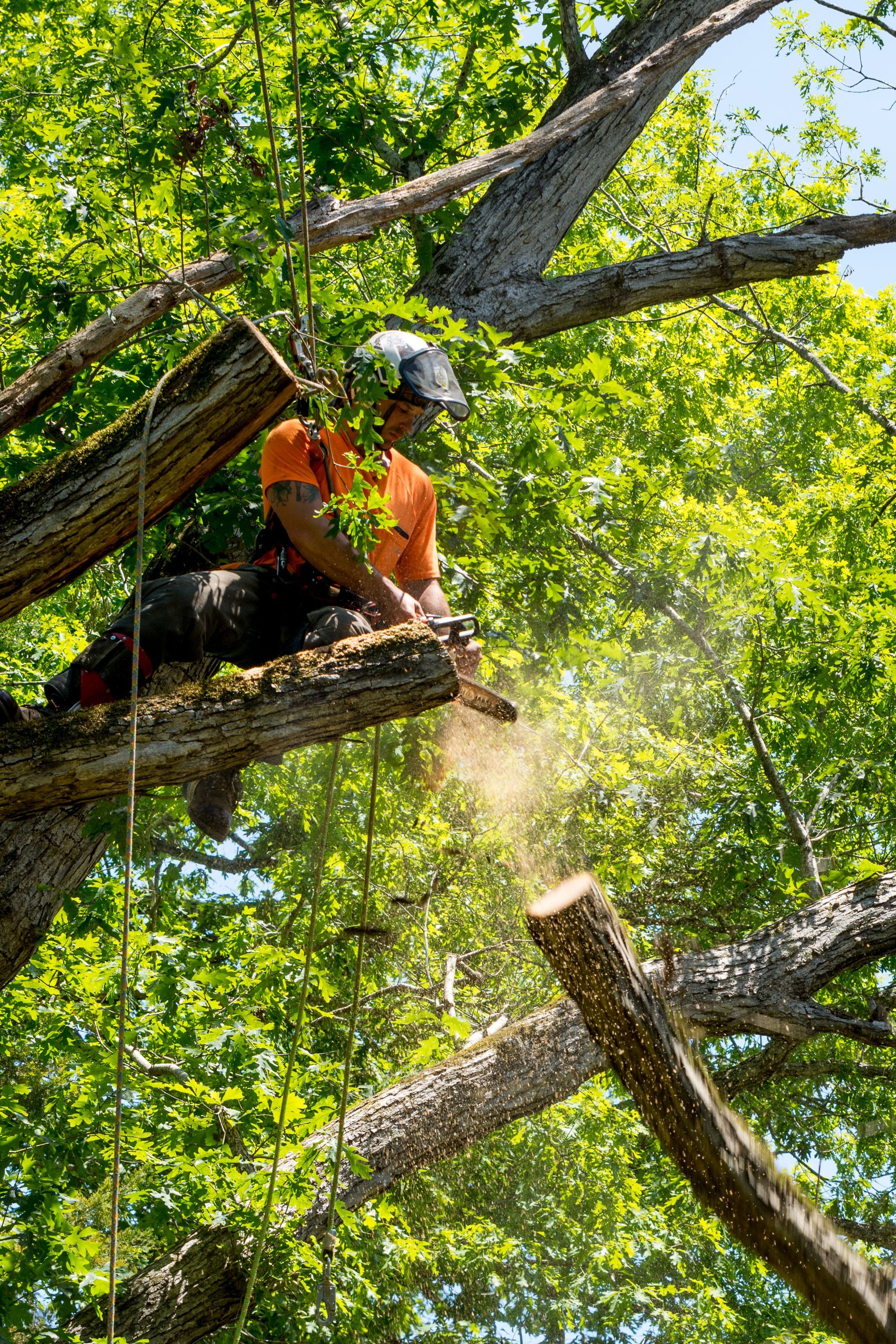 Découpe de branches en hauteur avec cordes