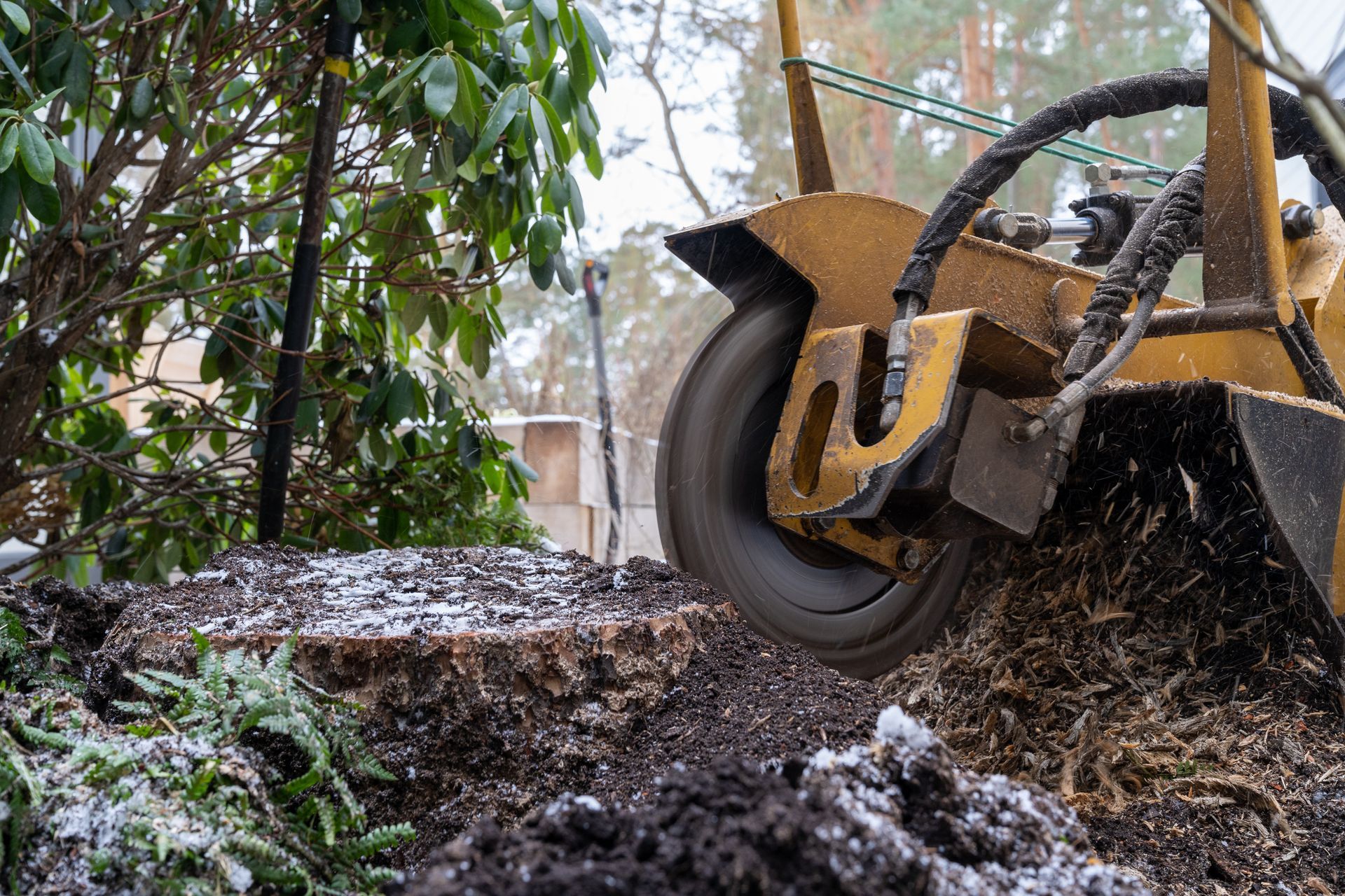 Rognage d'une souche d'arbre dans un jardin