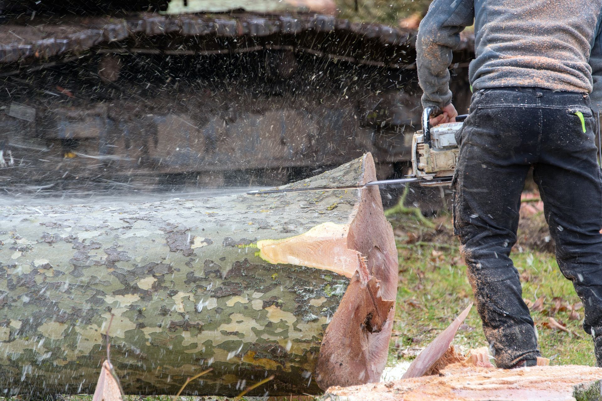 Tronc d'arbre abattu