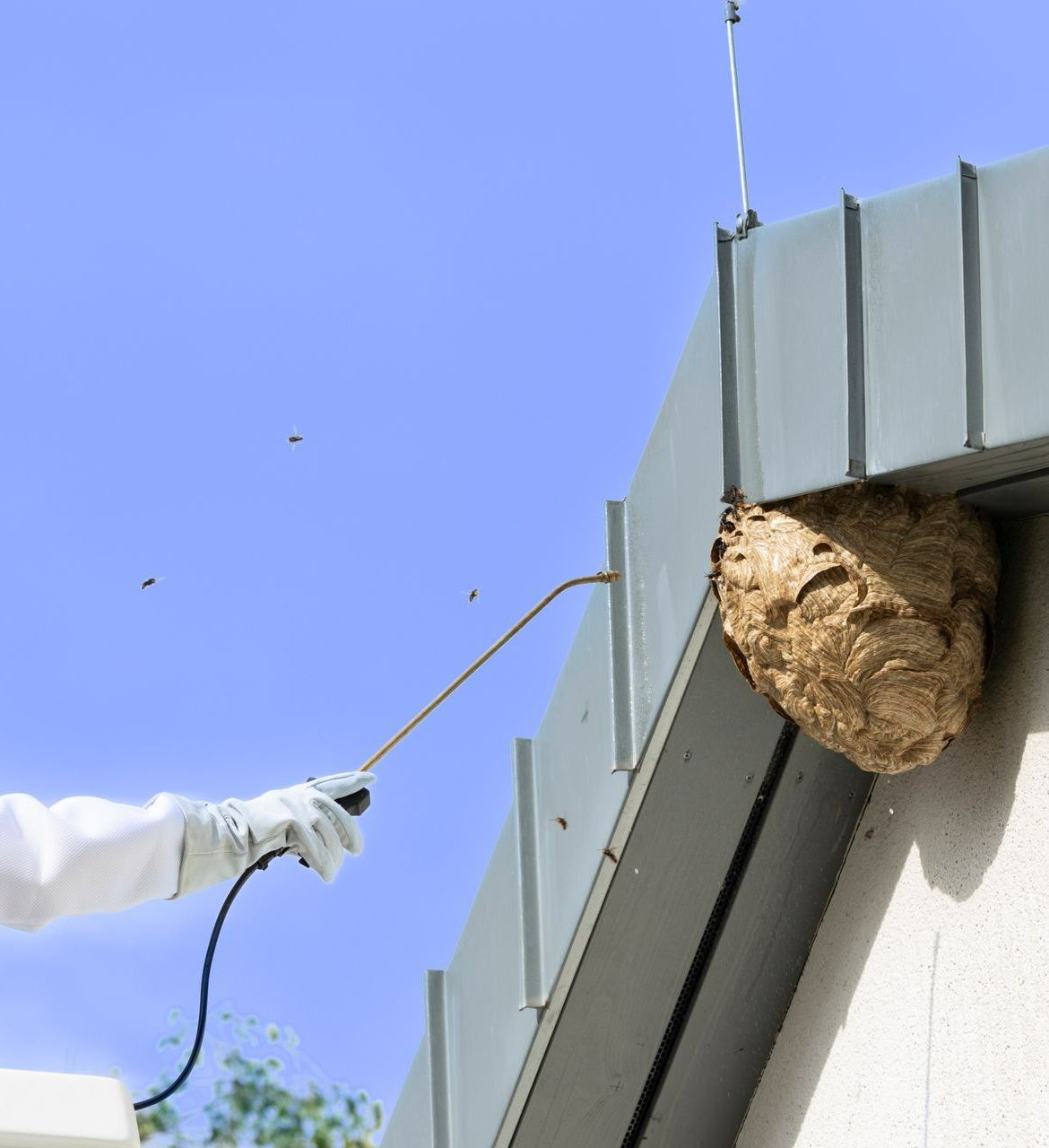 Élimination d'un nid de frelons sous un toit 