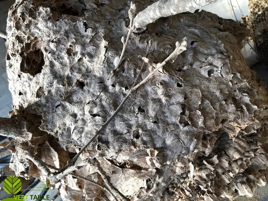 Nid de frelons asiatiques