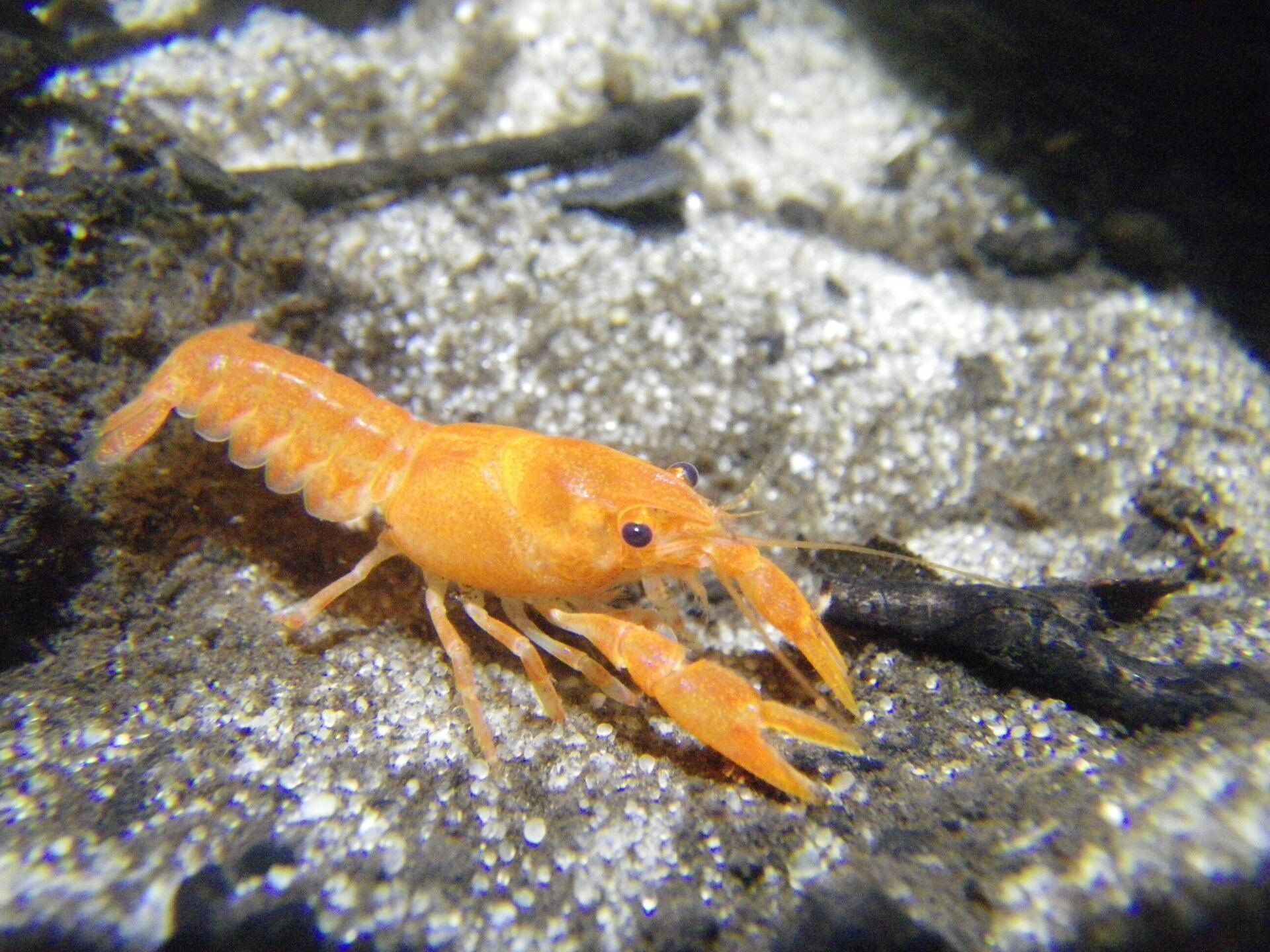 Écrevisse à pattes blanches