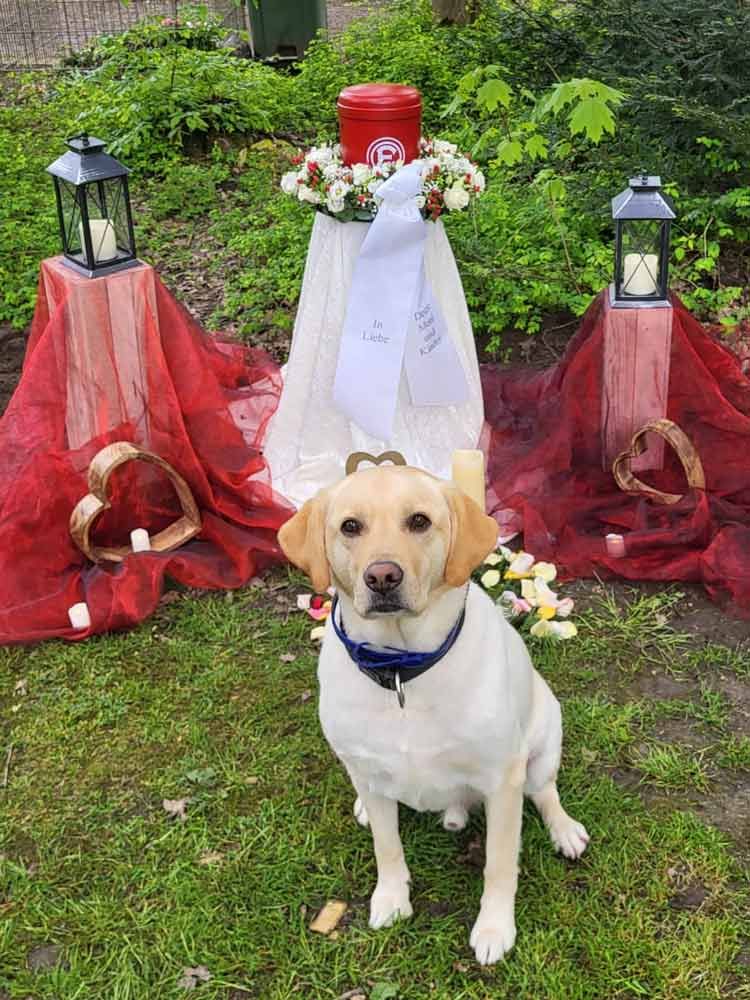 Ein Hund sitzt vor einem Denkmal.
