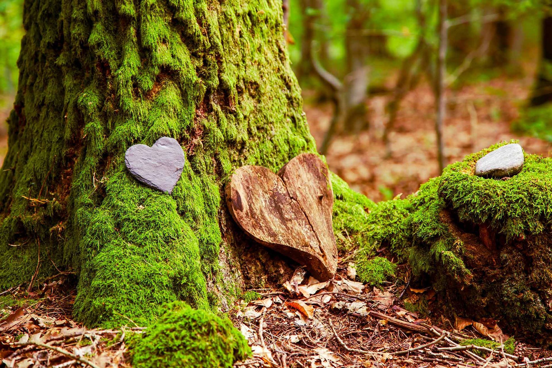 Neben einem moosbedeckten Baumstamm liegt ein herzförmiger Stein.