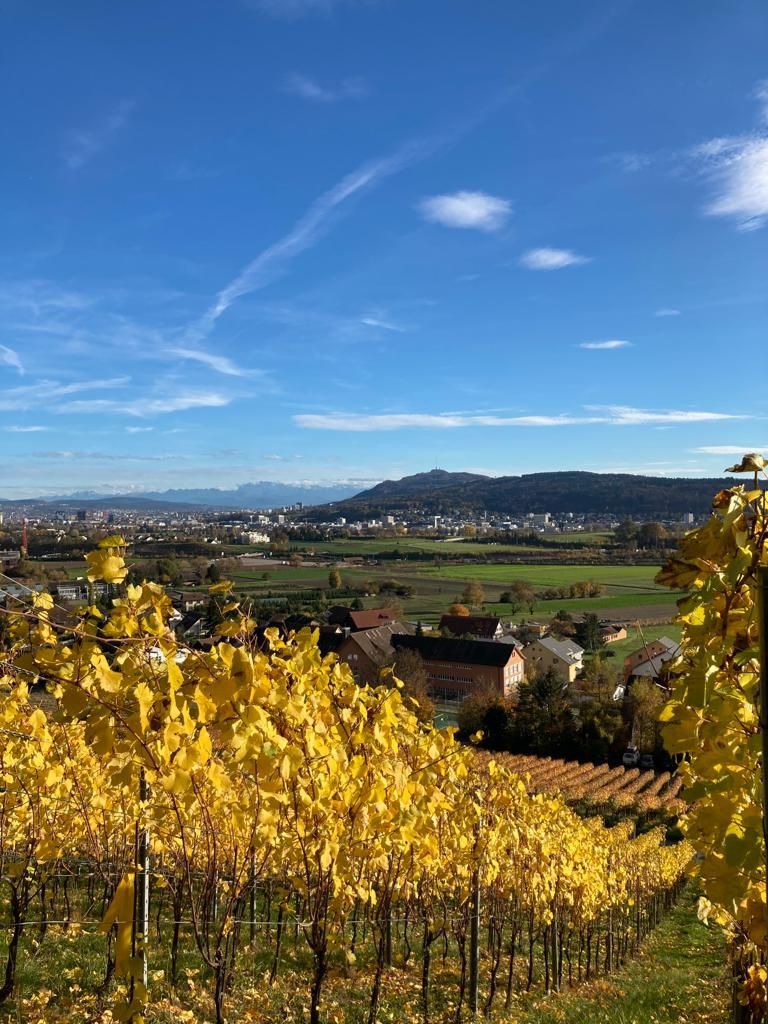 Weingut - haugweine.ch - Weiningen ZH