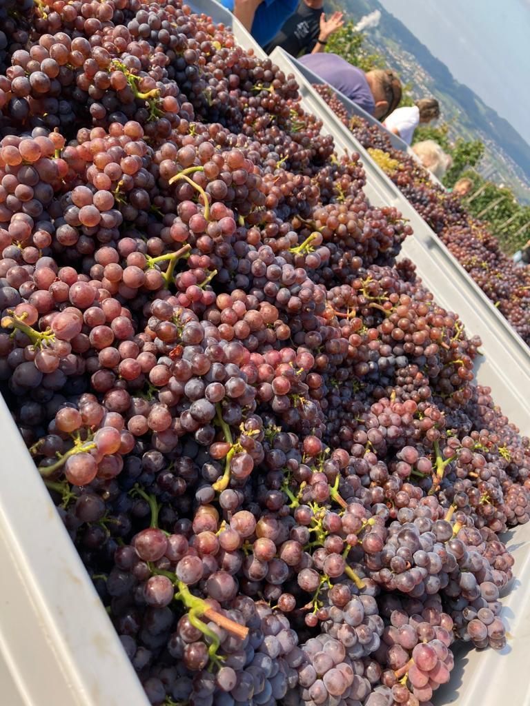 Weingut - haugweine.ch - Weiningen ZH