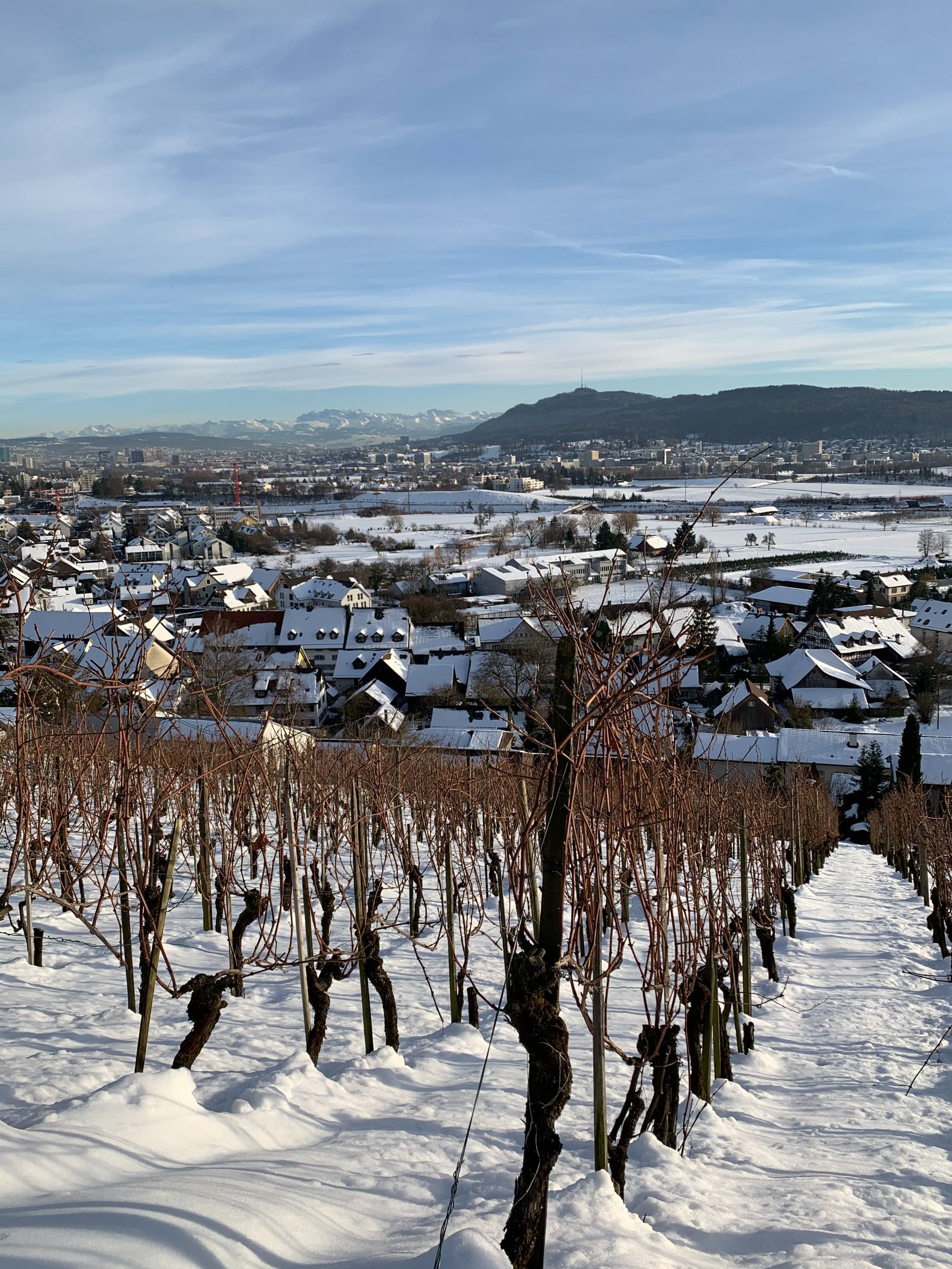 Weingut - haugweine.ch - Weiningen ZH
