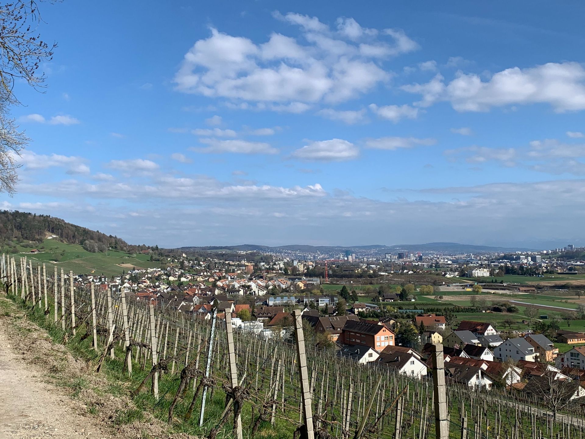 Weingut - haugweine.ch - Weiningen ZH