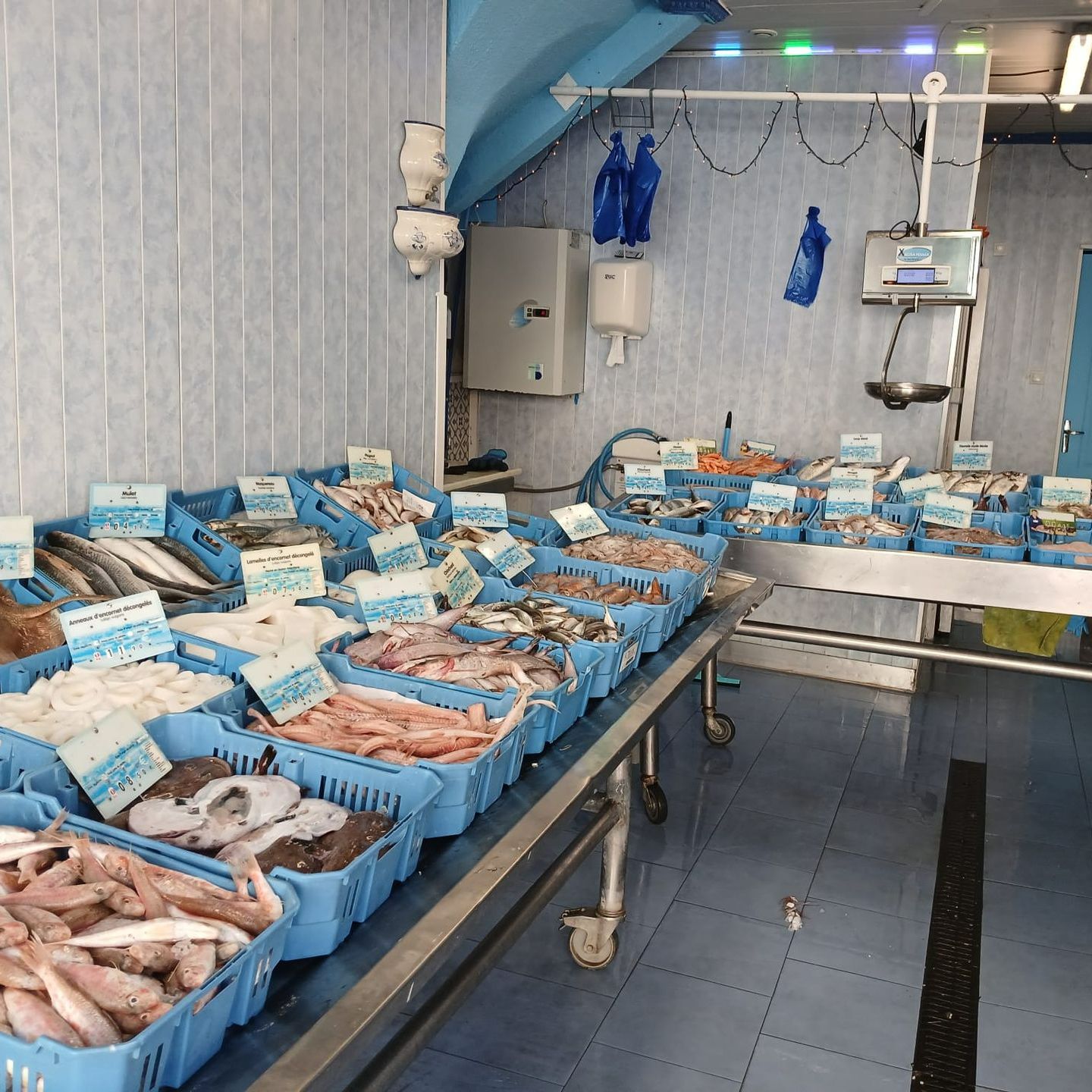 Poissonnerie et variété de poissons